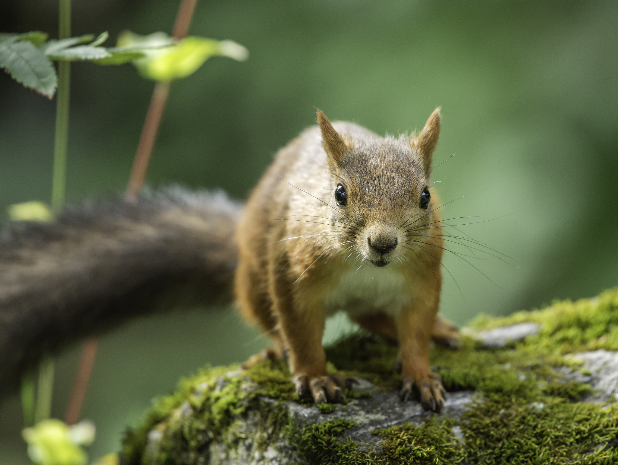 Nikon AF-S Nikkor 200-500mm F5.6E ED VR sample photo. Squirrel photography
