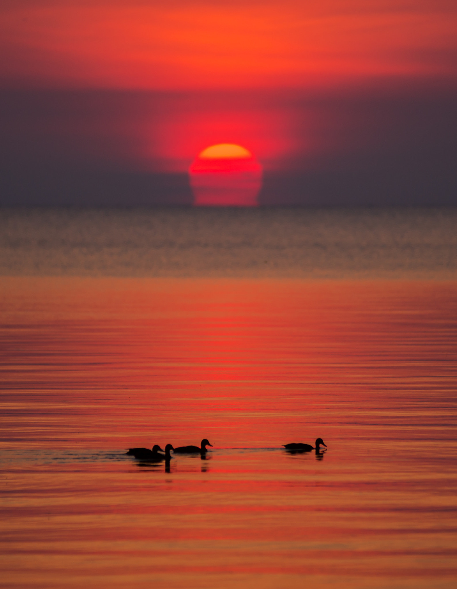 Tamron SP AF 70-200mm F2.8 Di LD (IF) MACRO sample photo. Ducks at sunrise photography
