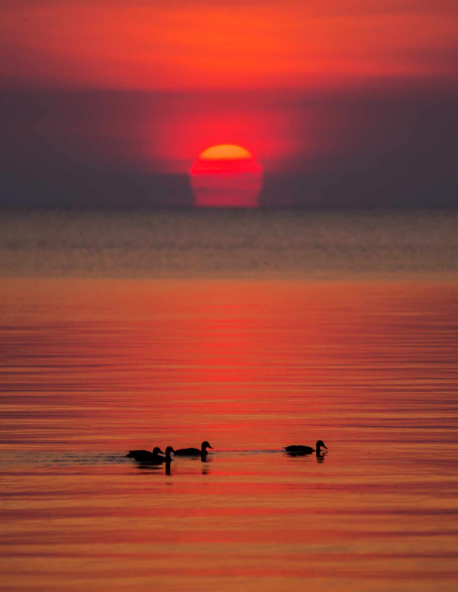 Sony Alpha DSLR-A580 + Tamron SP AF 70-200mm F2.8 Di LD (IF) MACRO sample photo. Ducks at sunrise photography