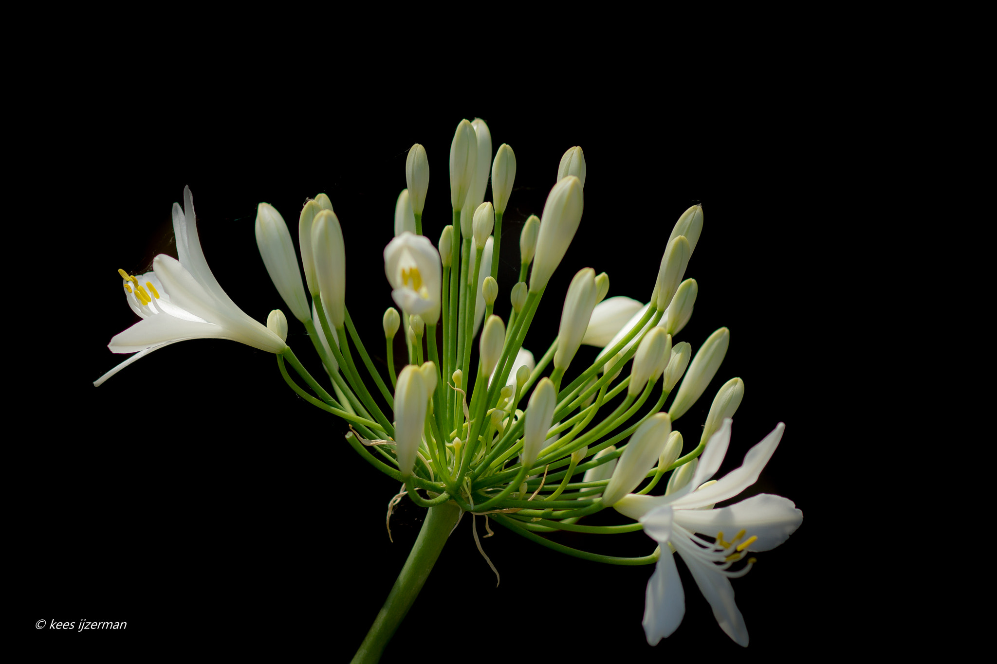Sony SLT-A77 + Sony 100mm F2.8 Macro sample photo. Albiflorus. photography