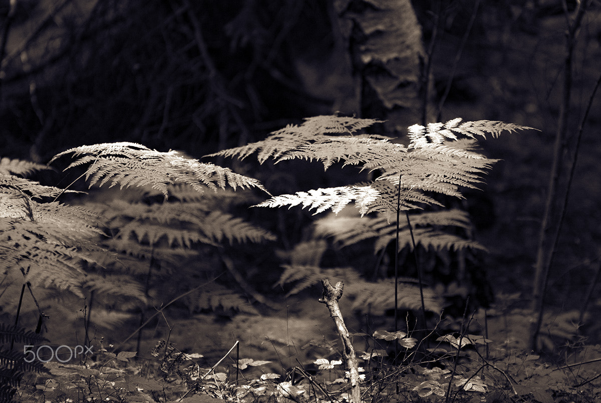 Sony ILCA-77M2 + 70-200mm F2.8 sample photo. The light in the forest photography