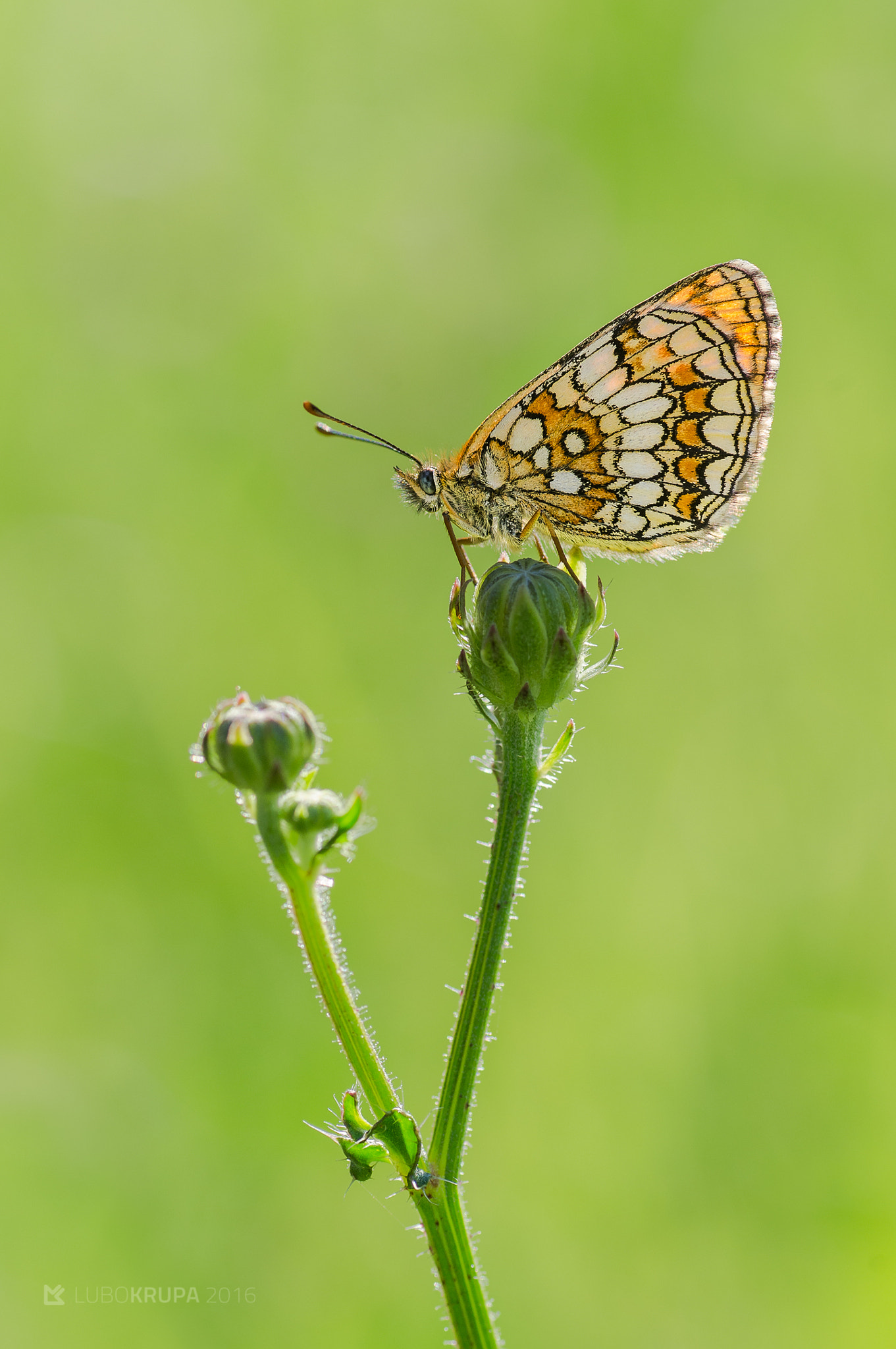 Pentax K-r sample photo. Melitaea athalia photography