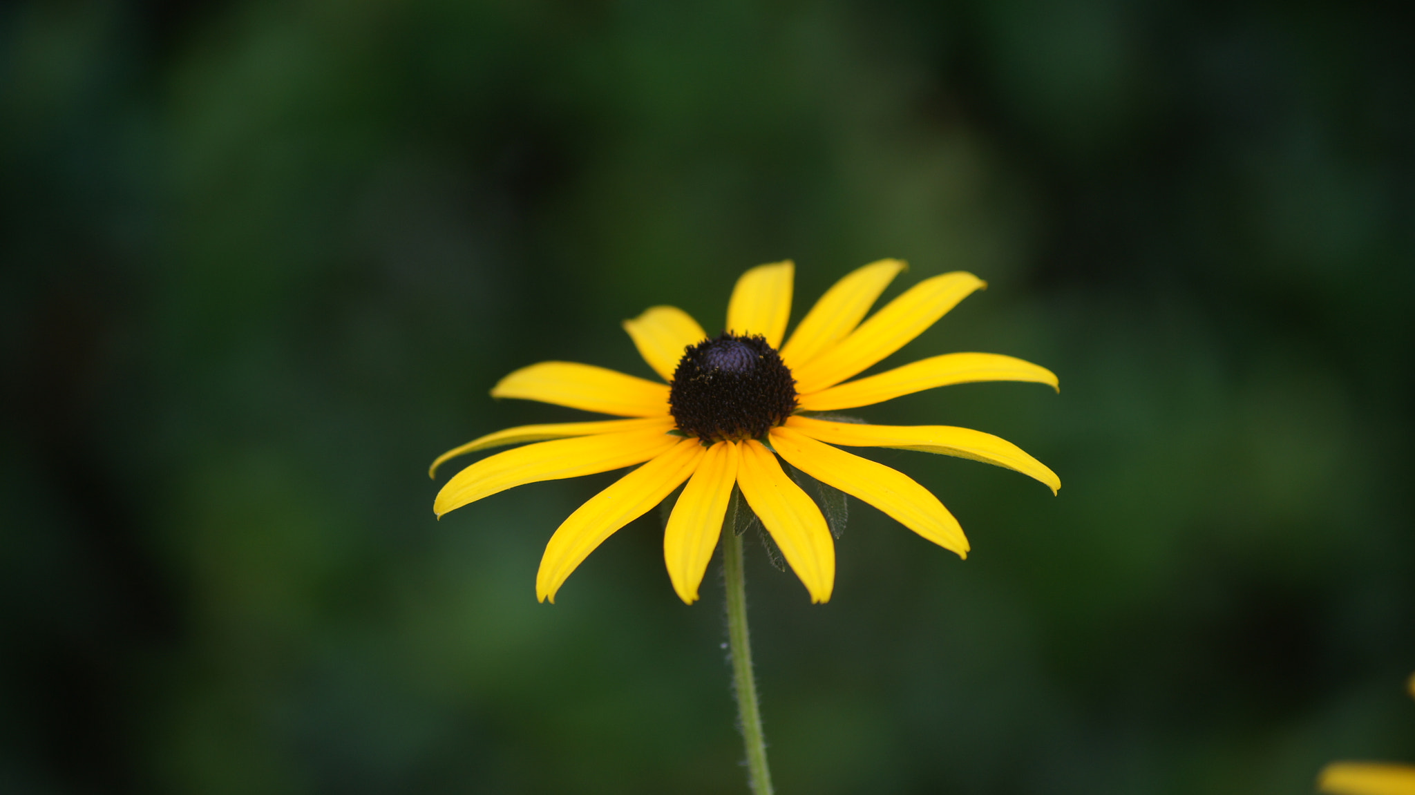 Sony SLT-A55 (SLT-A55V) sample photo. The coneflower is brilliant, or radiant photography