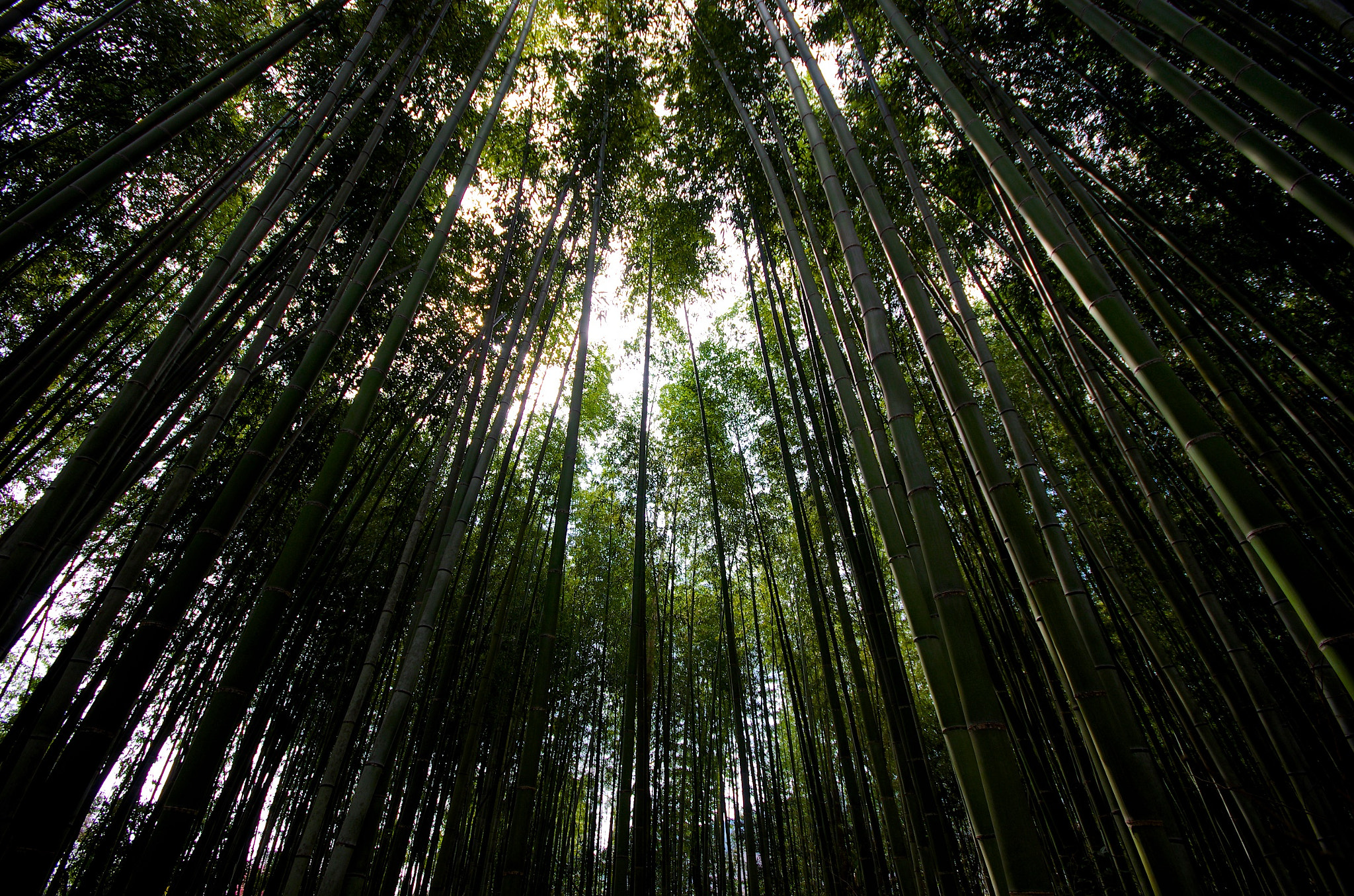 Pentax K-5 II + Sigma AF 10-20mm F4-5.6 EX DC sample photo. The arashiyama bamboo grove photography