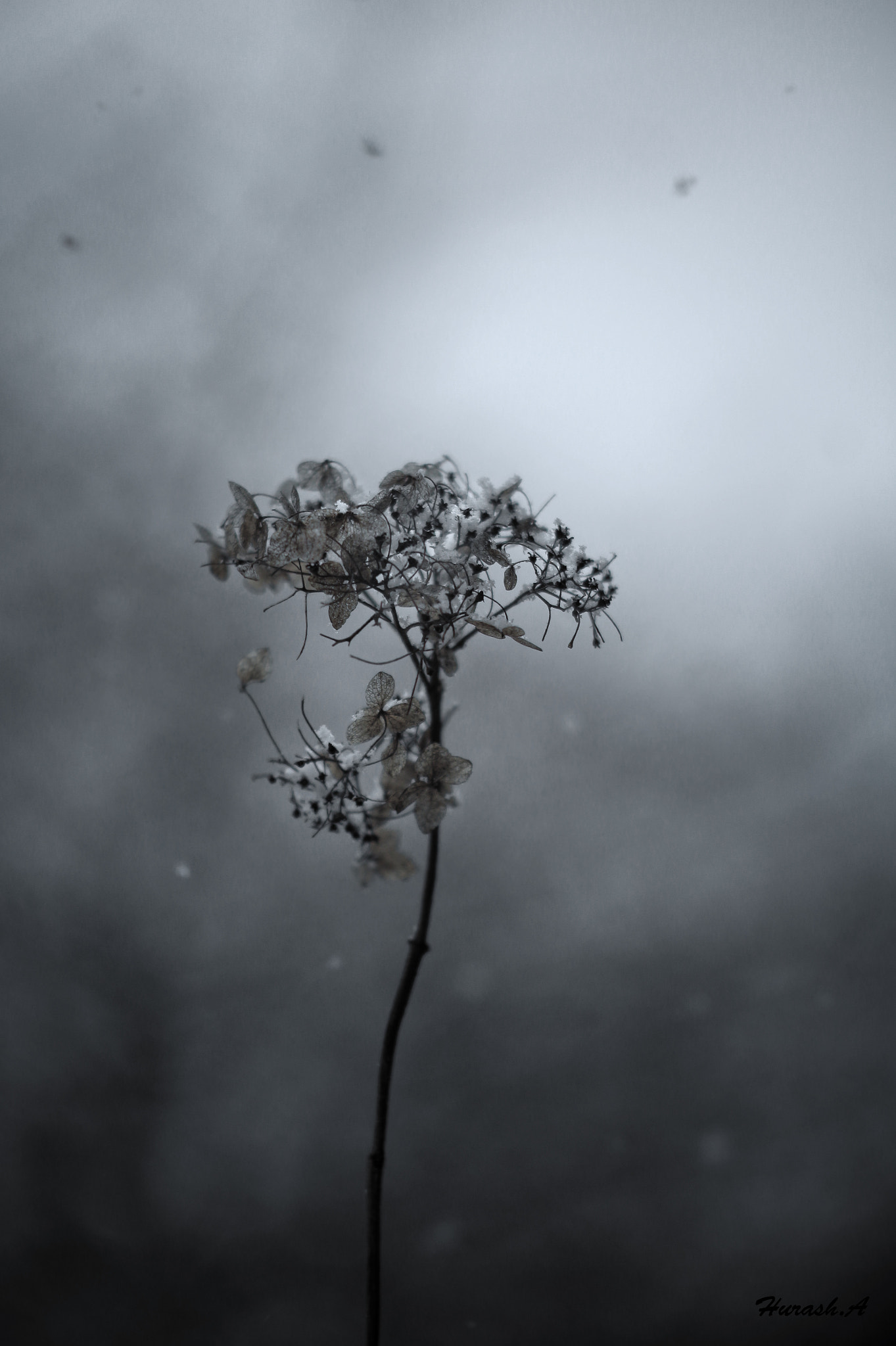 Canon EOS 650D (EOS Rebel T4i / EOS Kiss X6i) sample photo. Hydrangea in winter... photography