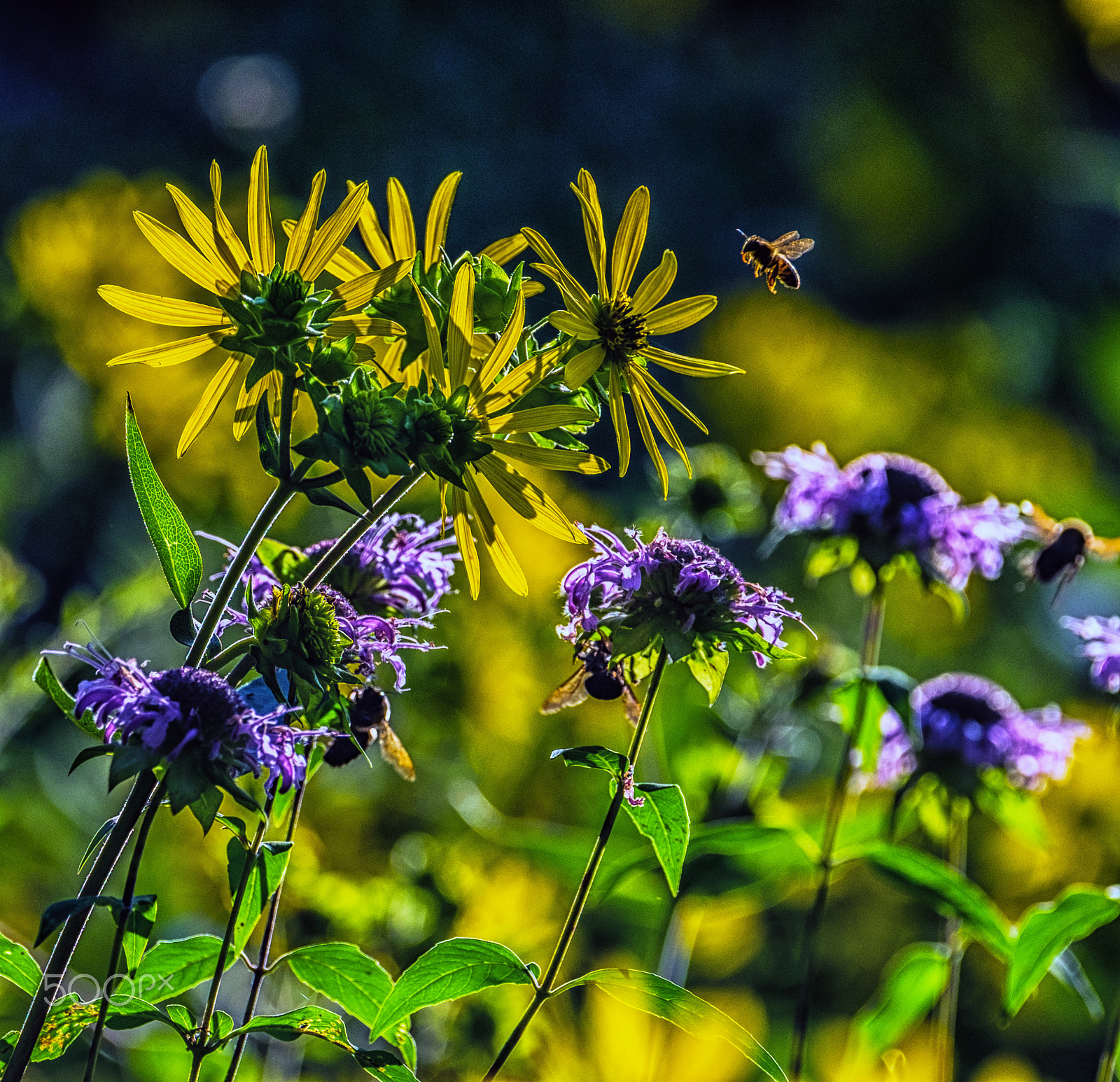 Fujifilm XF 100-400mm F4.5-5.6 R LM OIS WR sample photo. Buzz buzz photography