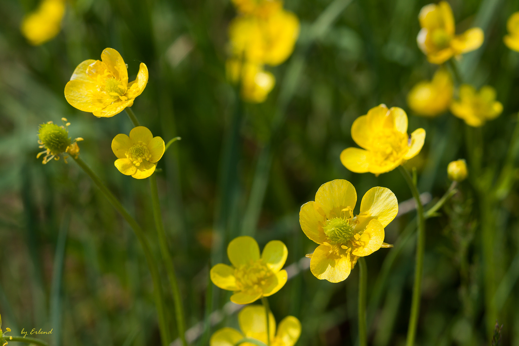Canon EF 70-200mm F2.8L USM sample photo. Wildflowers photography