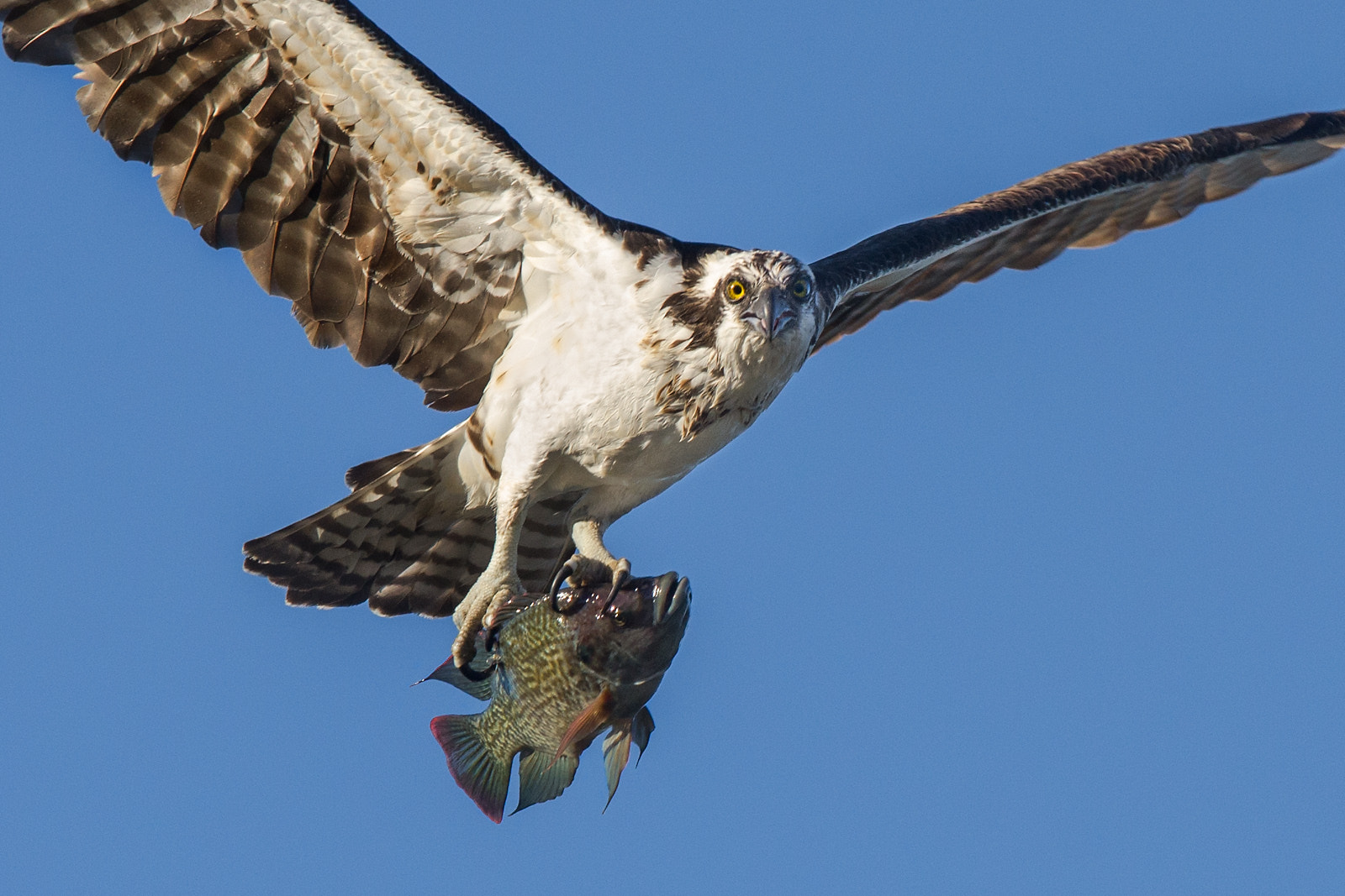 Nikon D7000 + Nikon AF-S Nikkor 600mm F4G ED VR sample photo. Salton sea osprey photography