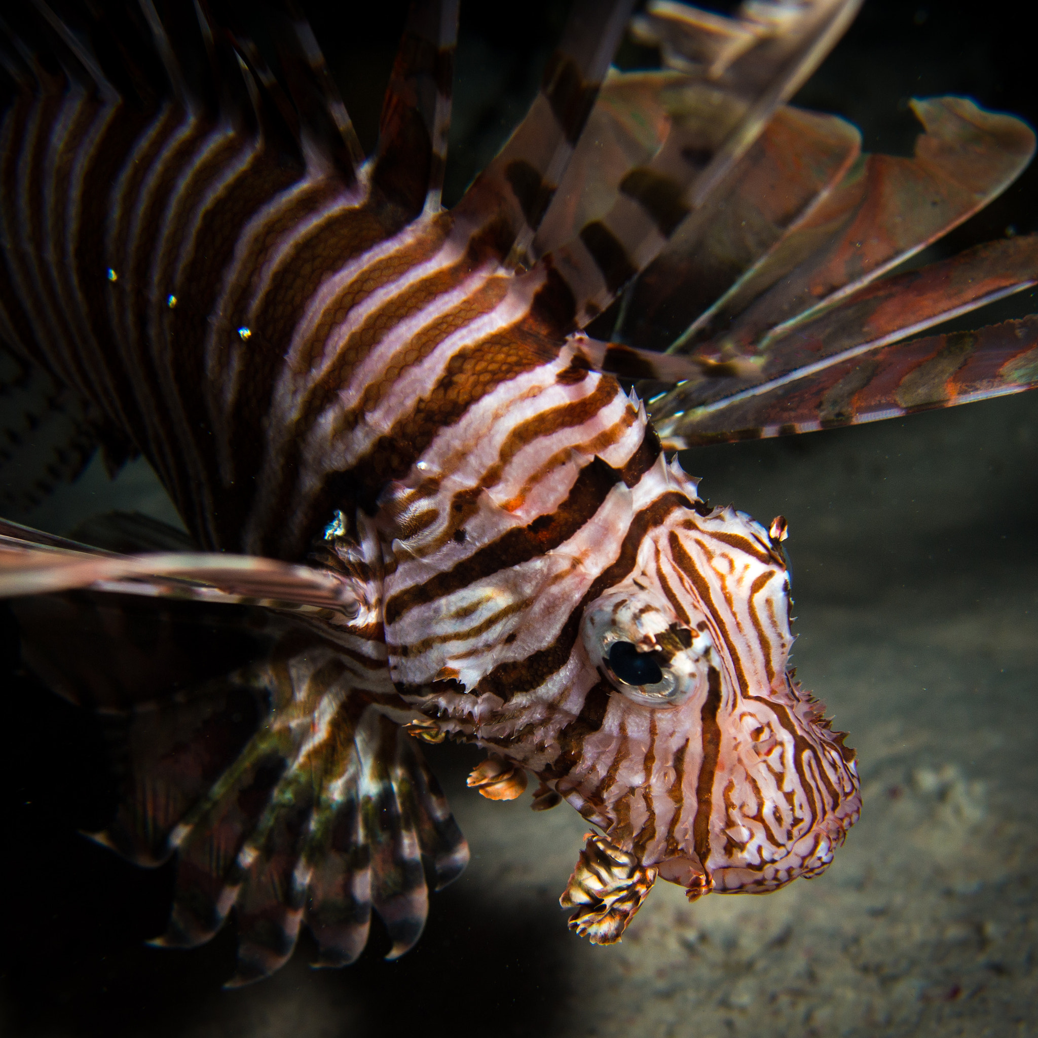 Olympus M.Zuiko Digital 14-42mm F3.5-5.6 II sample photo. Lion fish photography