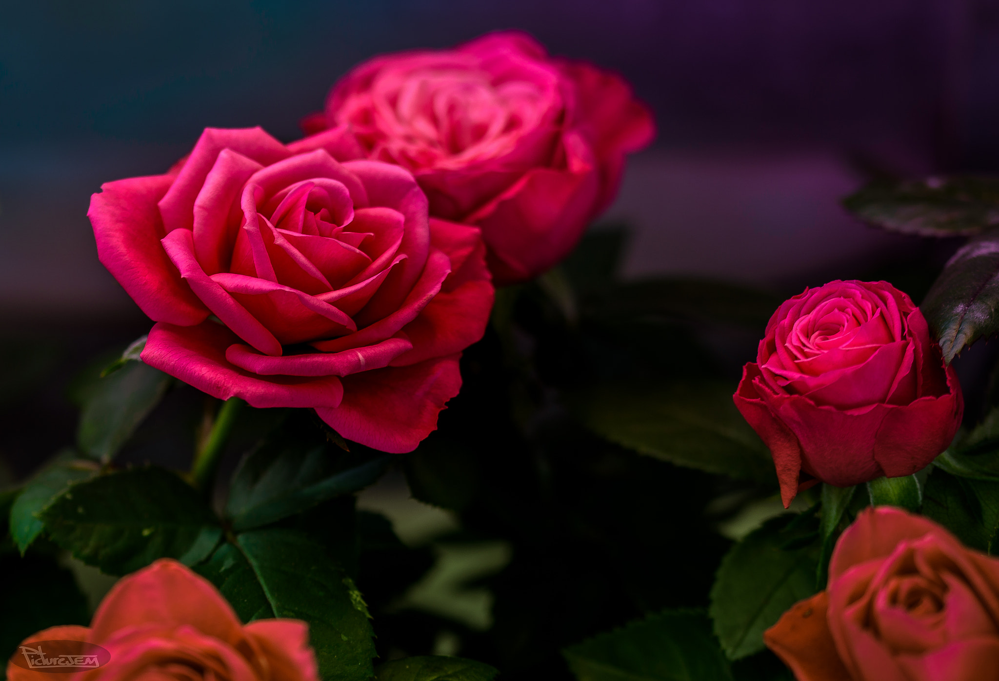 Nikon D5500 + Sigma 105mm F2.8 EX DG OS HSM sample photo. Rosas photography