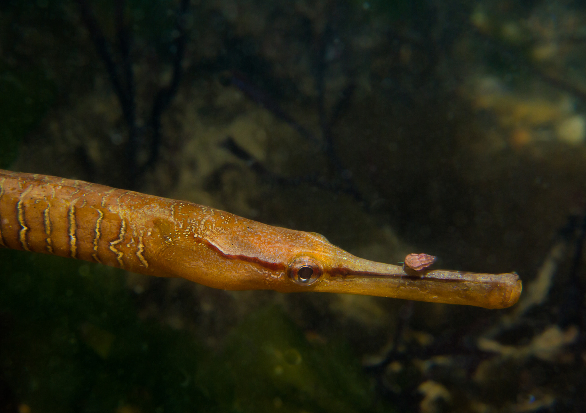 Olympus M.Zuiko Digital 14-42mm F3.5-5.6 II sample photo. Pipe fish and friend photography