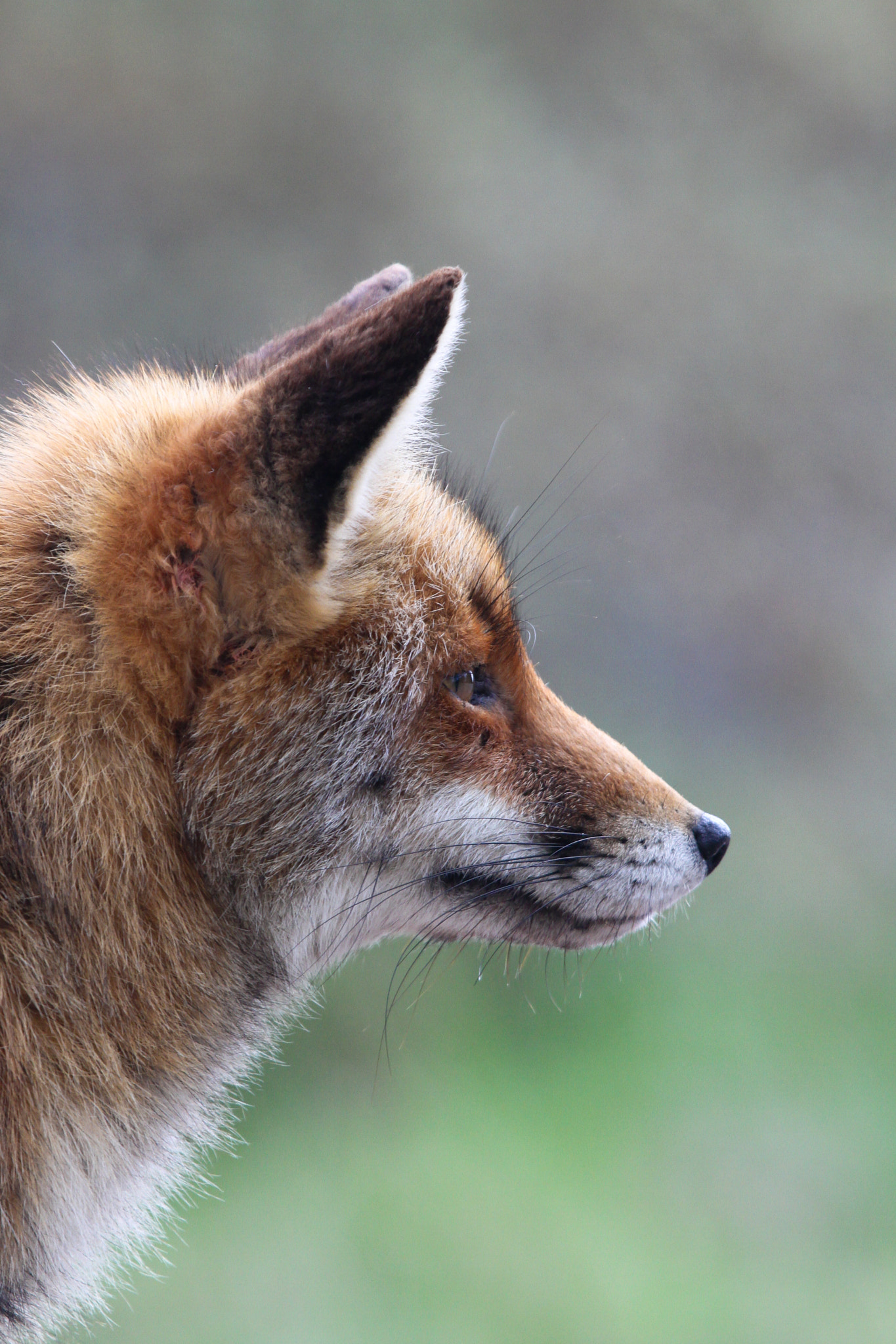 Canon EF 100-400mm F4.5-5.6L IS USM sample photo. Fox portrait photography