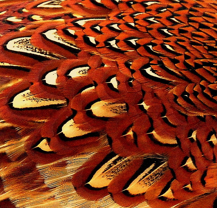 Nikon D40 sample photo. Feather art........... photography