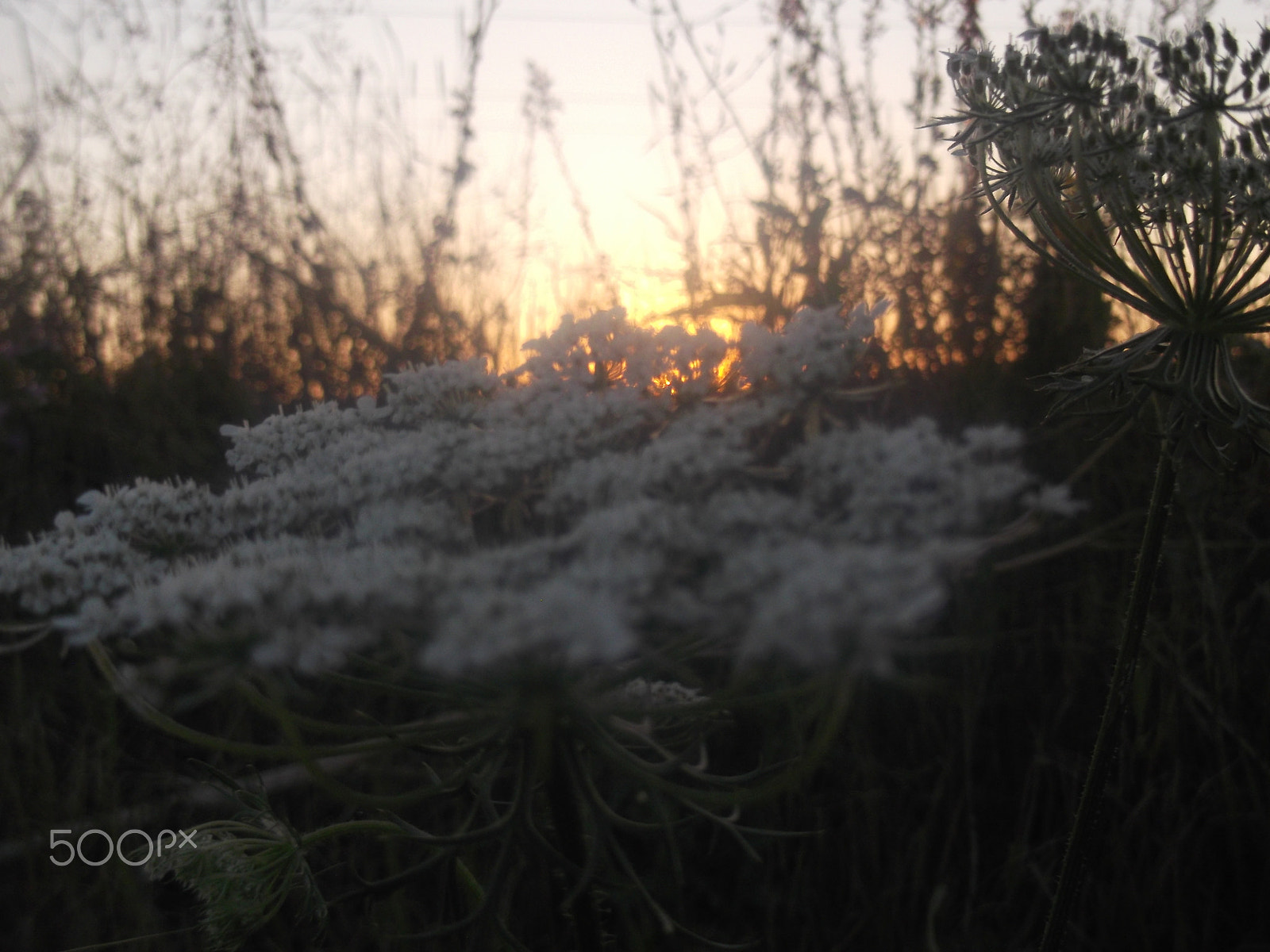 Fujifilm FinePix JV300 sample photo. White flowers and sunset photography