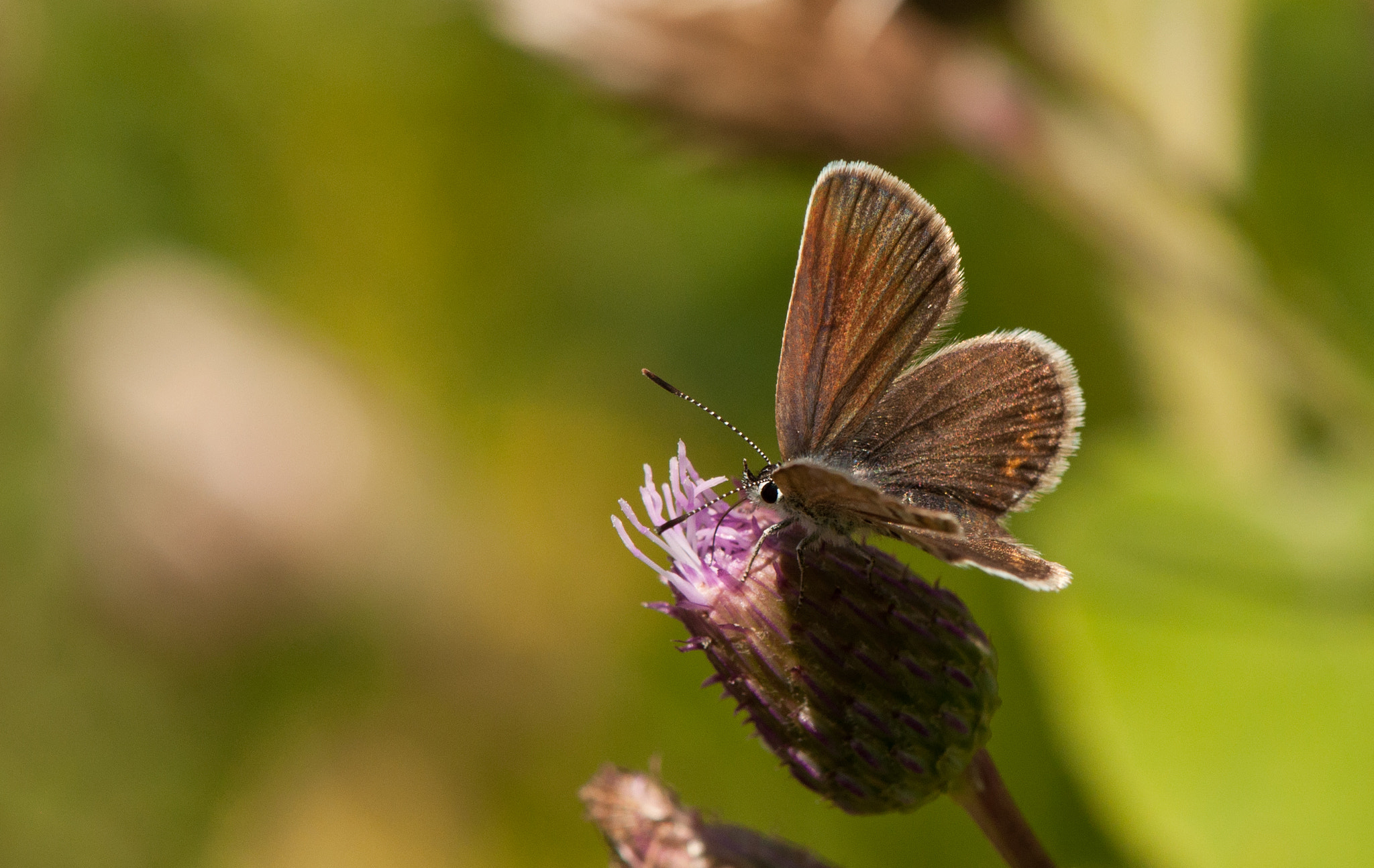 Nikon AF-S DX Micro-Nikkor 85mm F3.5G ED VR sample photo. Butterfly photography