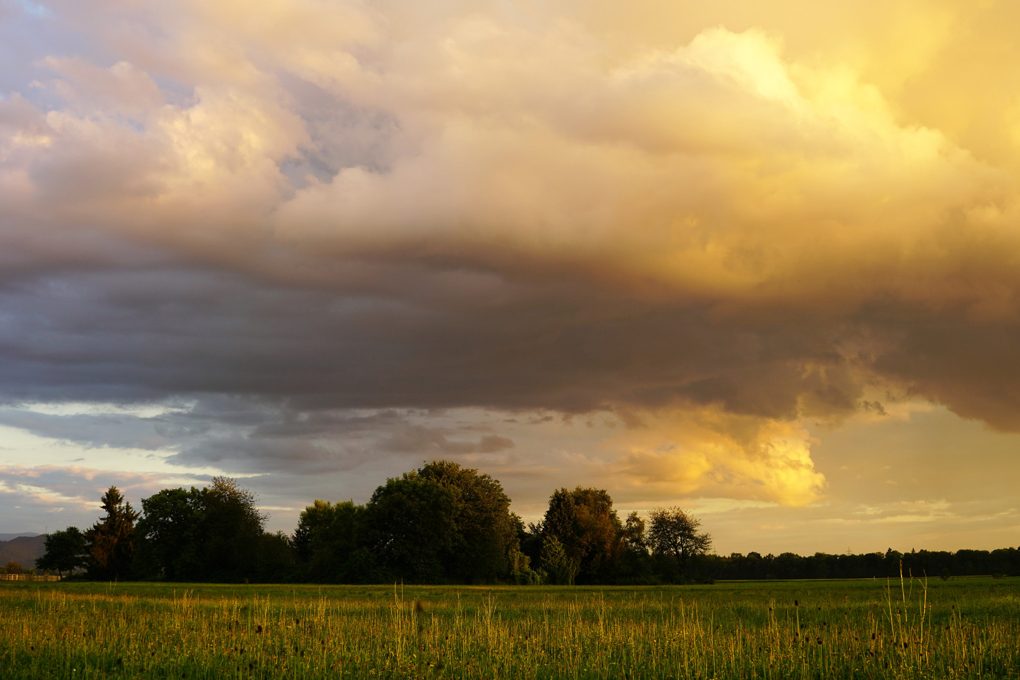 Sony a6000 + Sony FE 28mm F2 sample photo. Golden field sunset photography