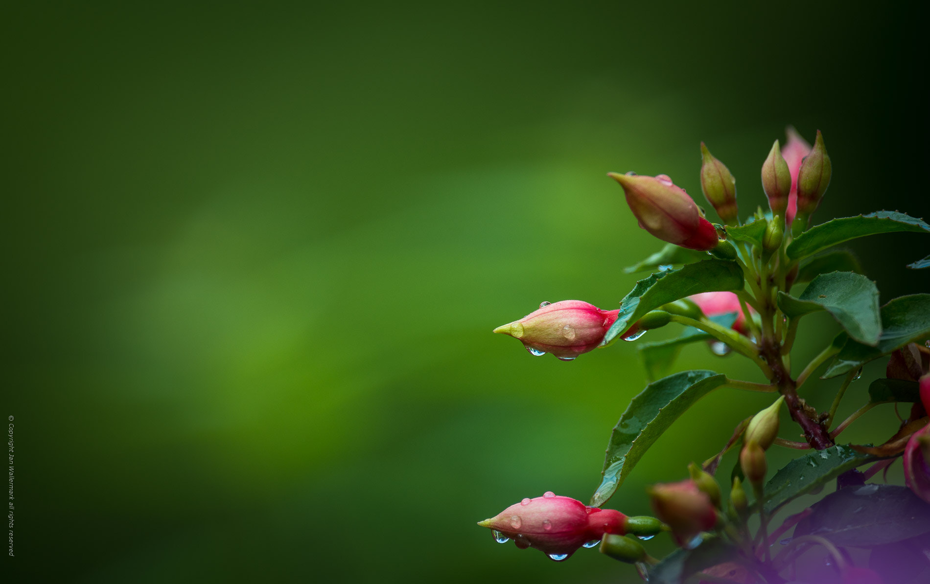 Nikon AF-S Nikkor 400mm F2.8E FL ED VR sample photo. Exploring the garden lv photography