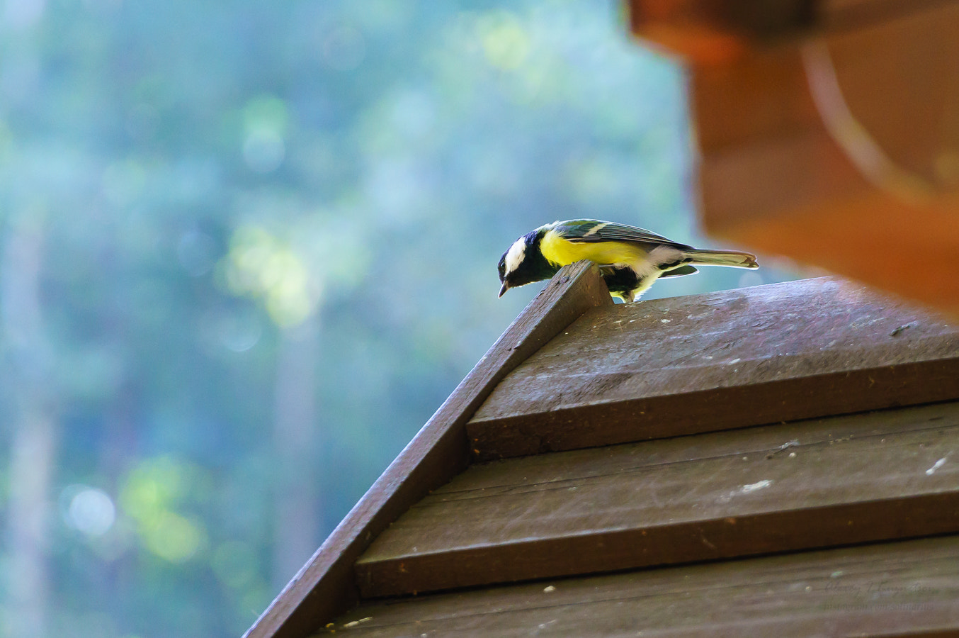 Sony Alpha NEX-6 + Sony E PZ 18-105mm F4 G OSS sample photo. Curious little bird photography