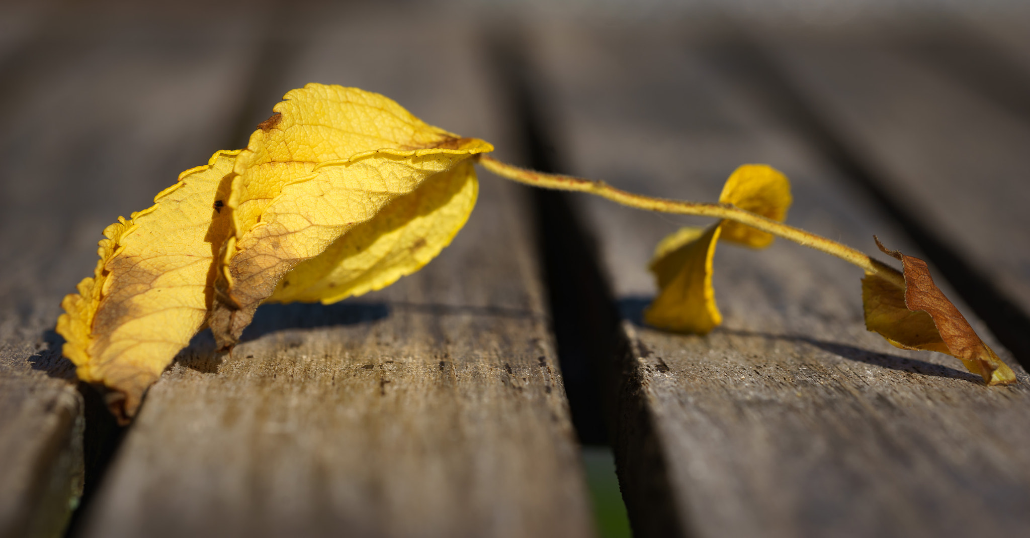 Sony a7 + Canon EF 100mm F2.8L Macro IS USM sample photo. Is summer already over? photography