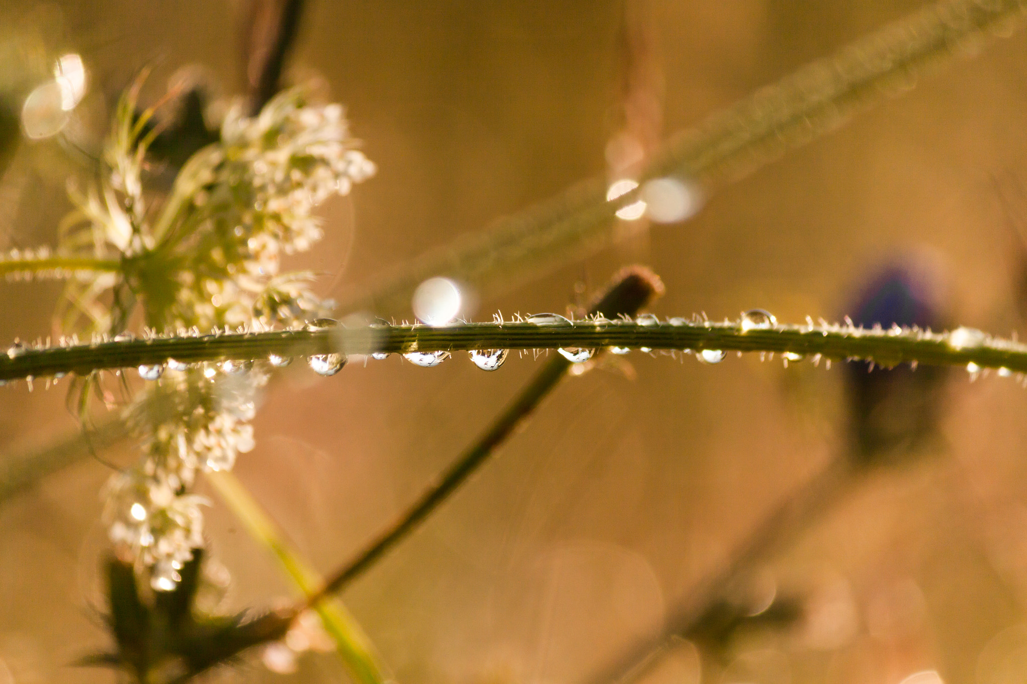 Canon EF-S 55-250mm F4-5.6 IS II sample photo. Little drops photography