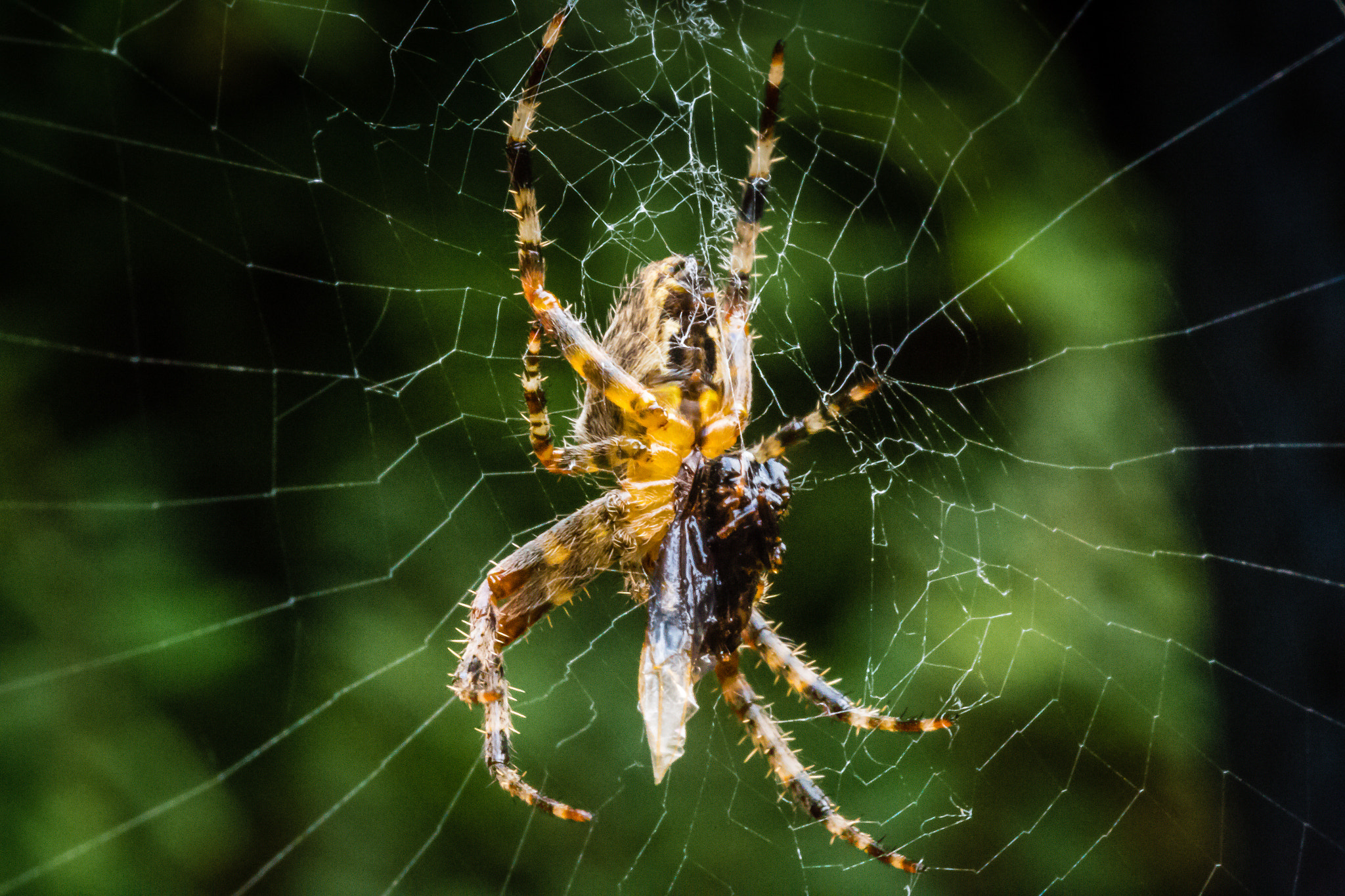 Canon EOS 6D + Tamron SP AF 90mm F2.8 Di Macro sample photo. Spider vs flying ant photography