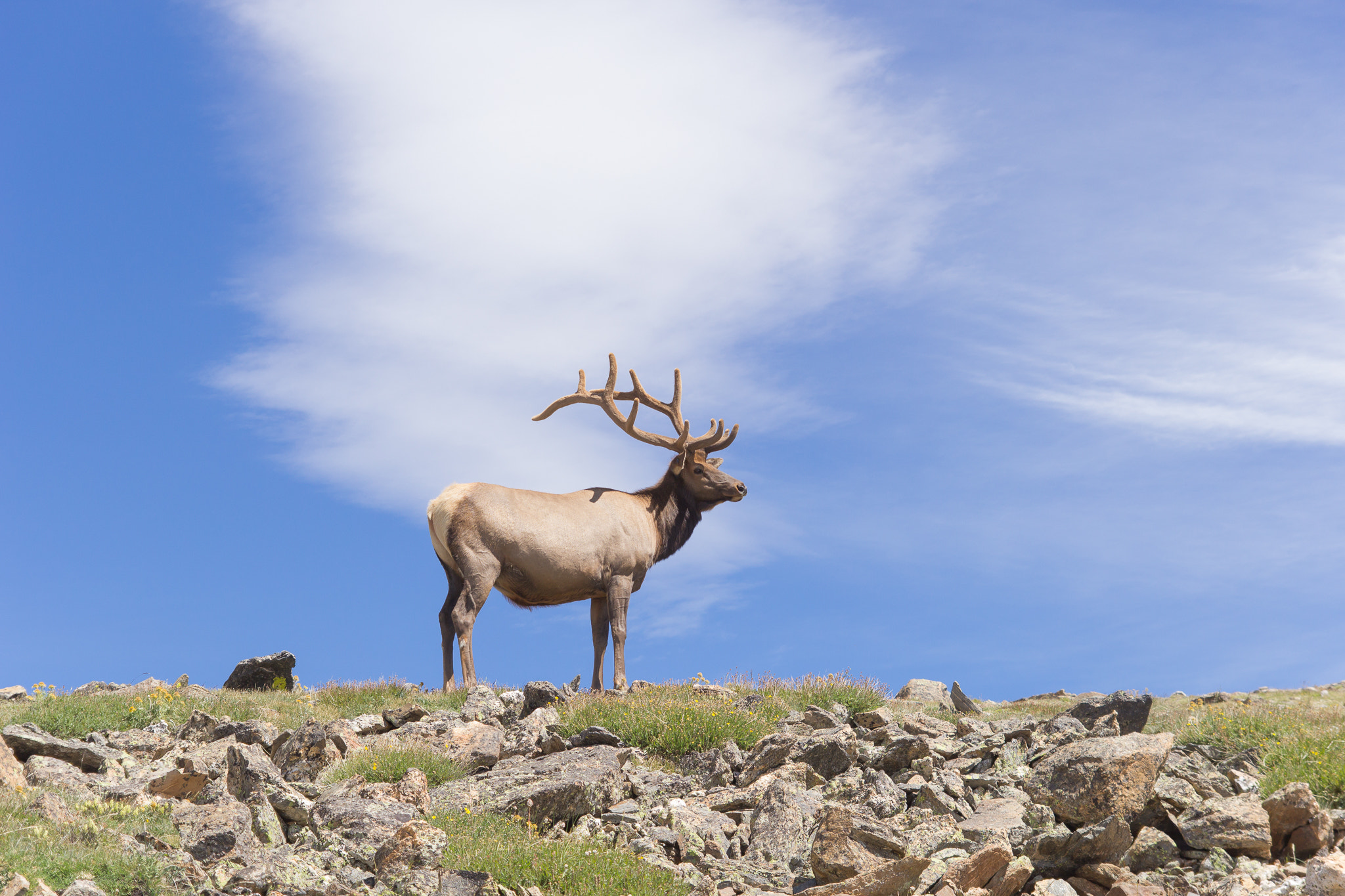 Tamron SP AF 17-50mm F2.8 XR Di II LD Aspherical (IF) sample photo. Colorado elk photography