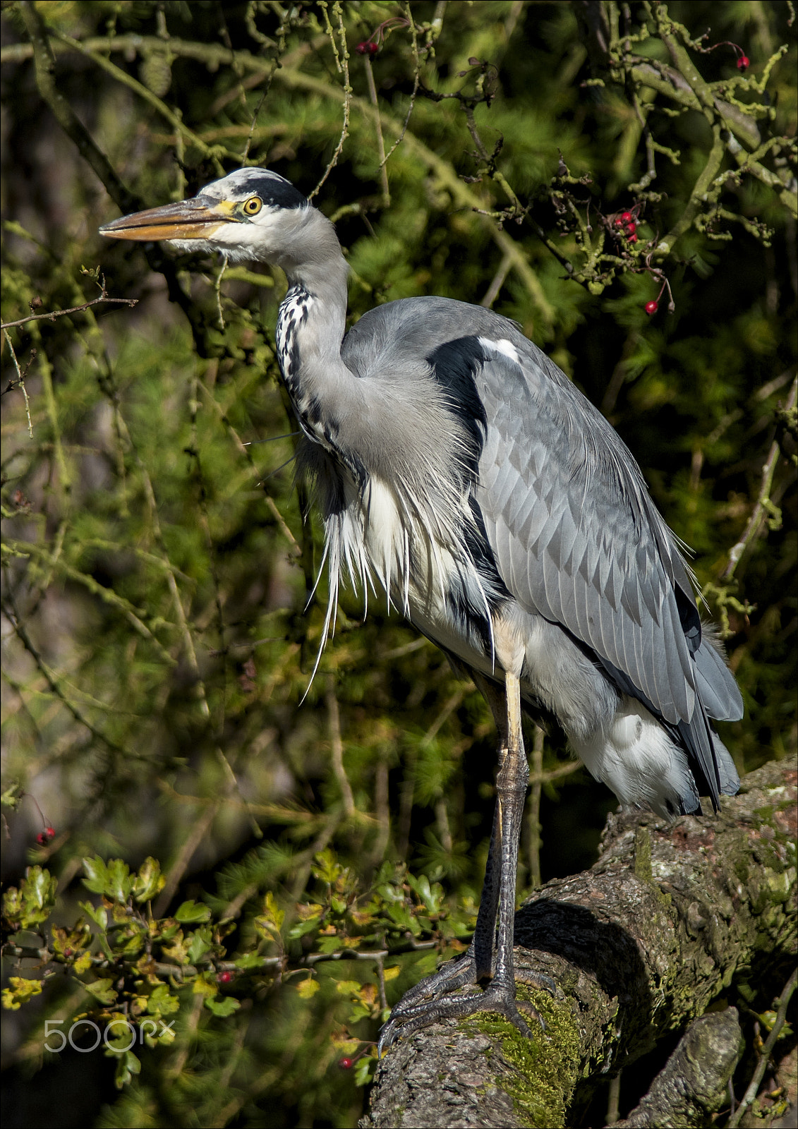 Nikon D810 sample photo. Grey heron photography