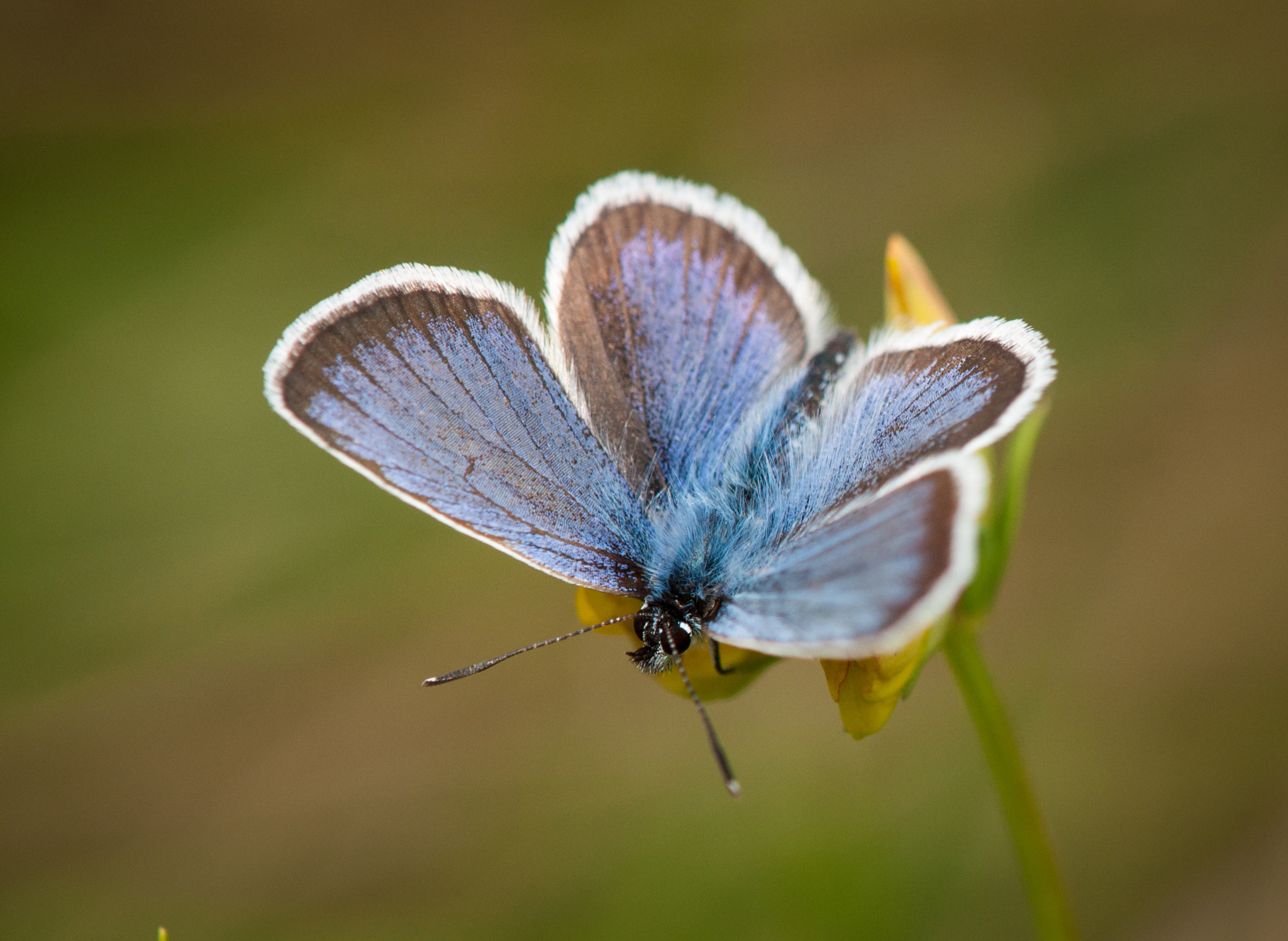 Nikon AF-S DX Micro-Nikkor 85mm F3.5G ED VR sample photo. Blue butterfly photography