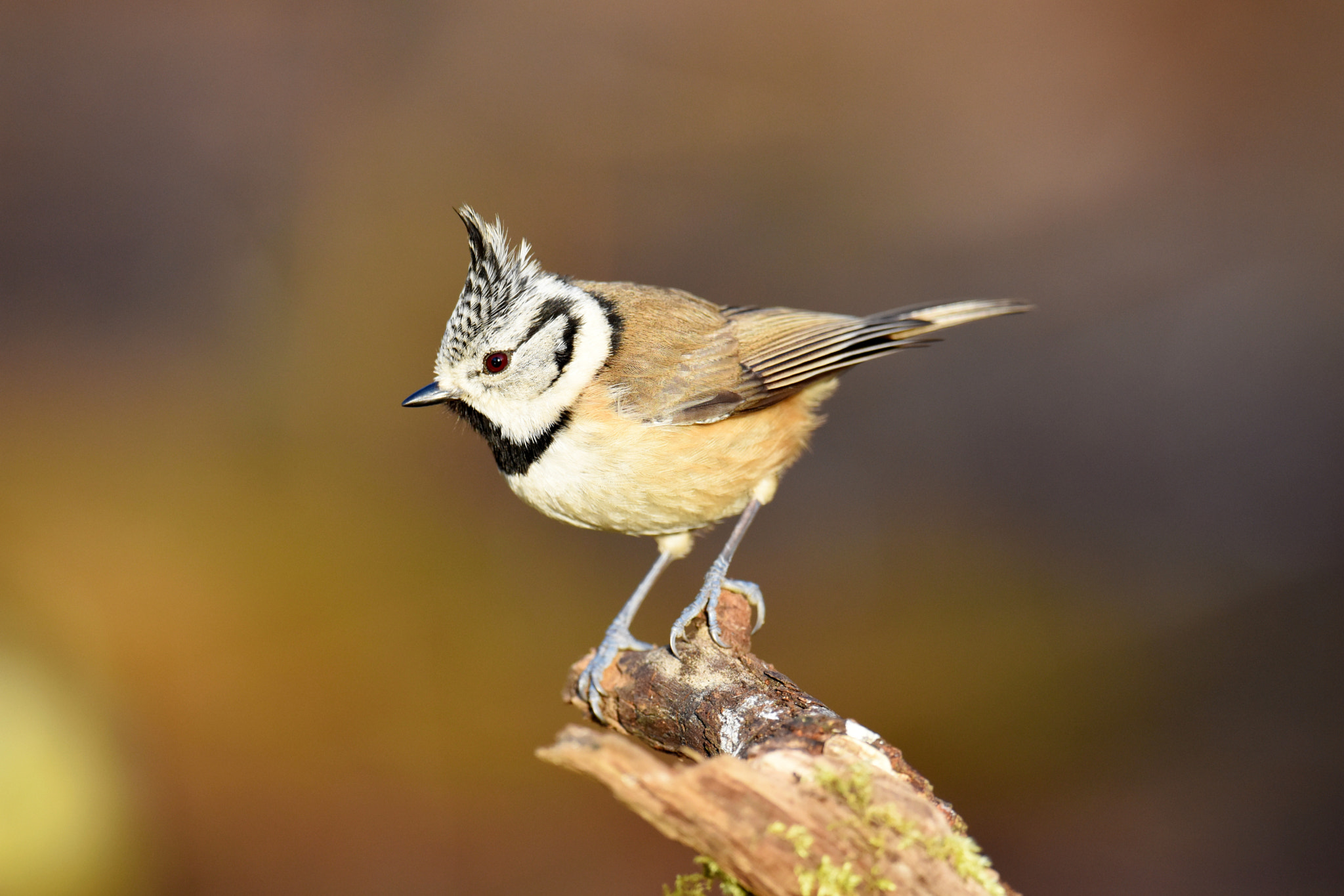 Nikon D7200 + Nikon AF-S Nikkor 600mm F4G ED VR sample photo. Crested tit photography