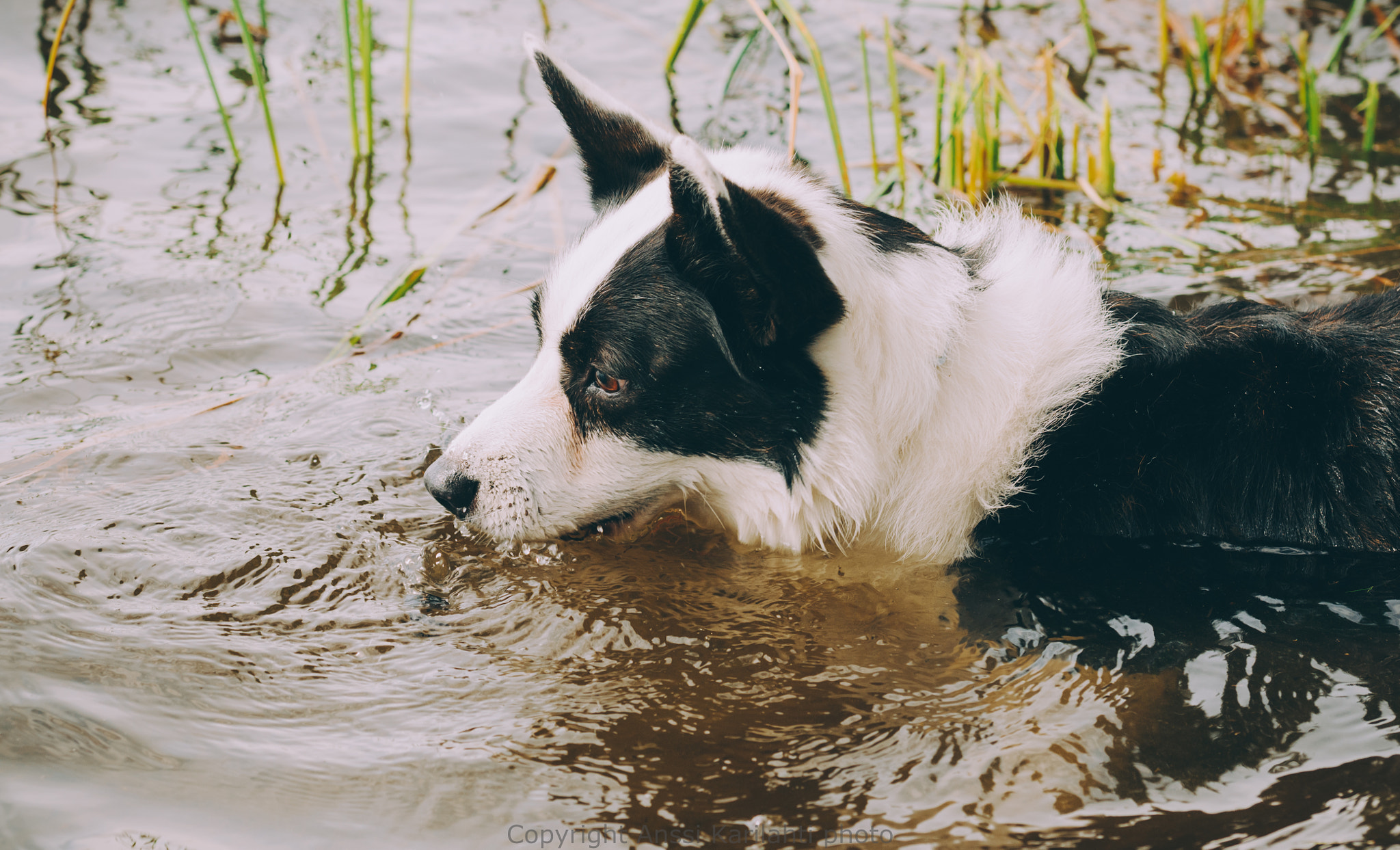 Sigma 105mm F2.8 EX DG OS HSM sample photo. Cooling off photography