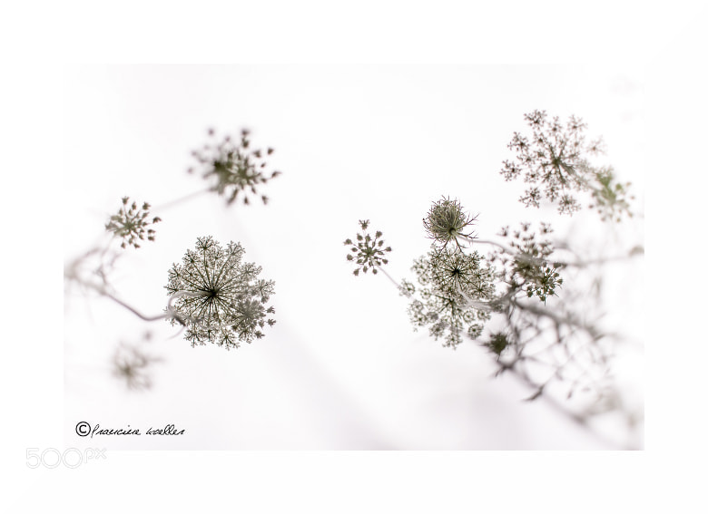 Canon EF-S 24mm F2.8 STM sample photo. Apiaceae iii photography