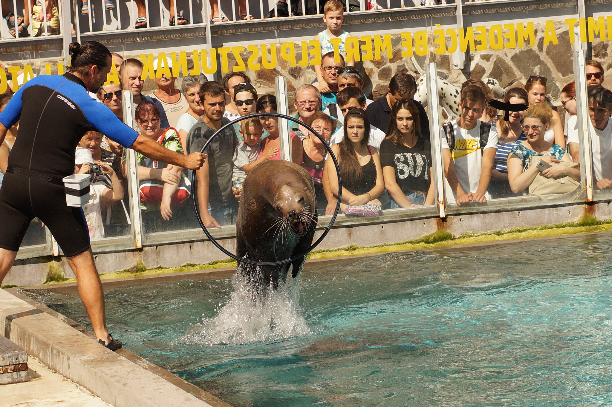 Sony SLT-A58 + MACRO 50mm F2.8 sample photo. Sea lion photography