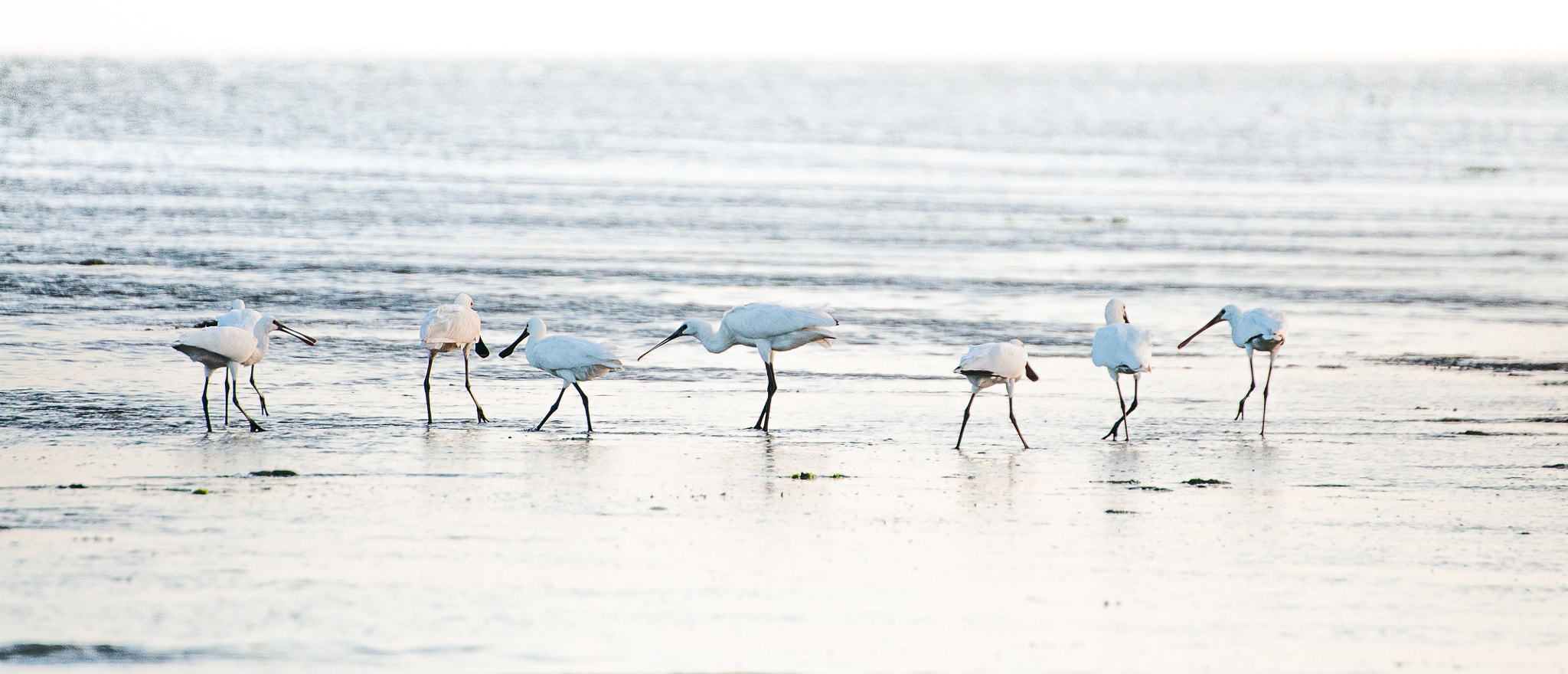 Nikon D300 + Tamron SP 70-300mm F4-5.6 Di VC USD sample photo. Spoonbill meeting photography