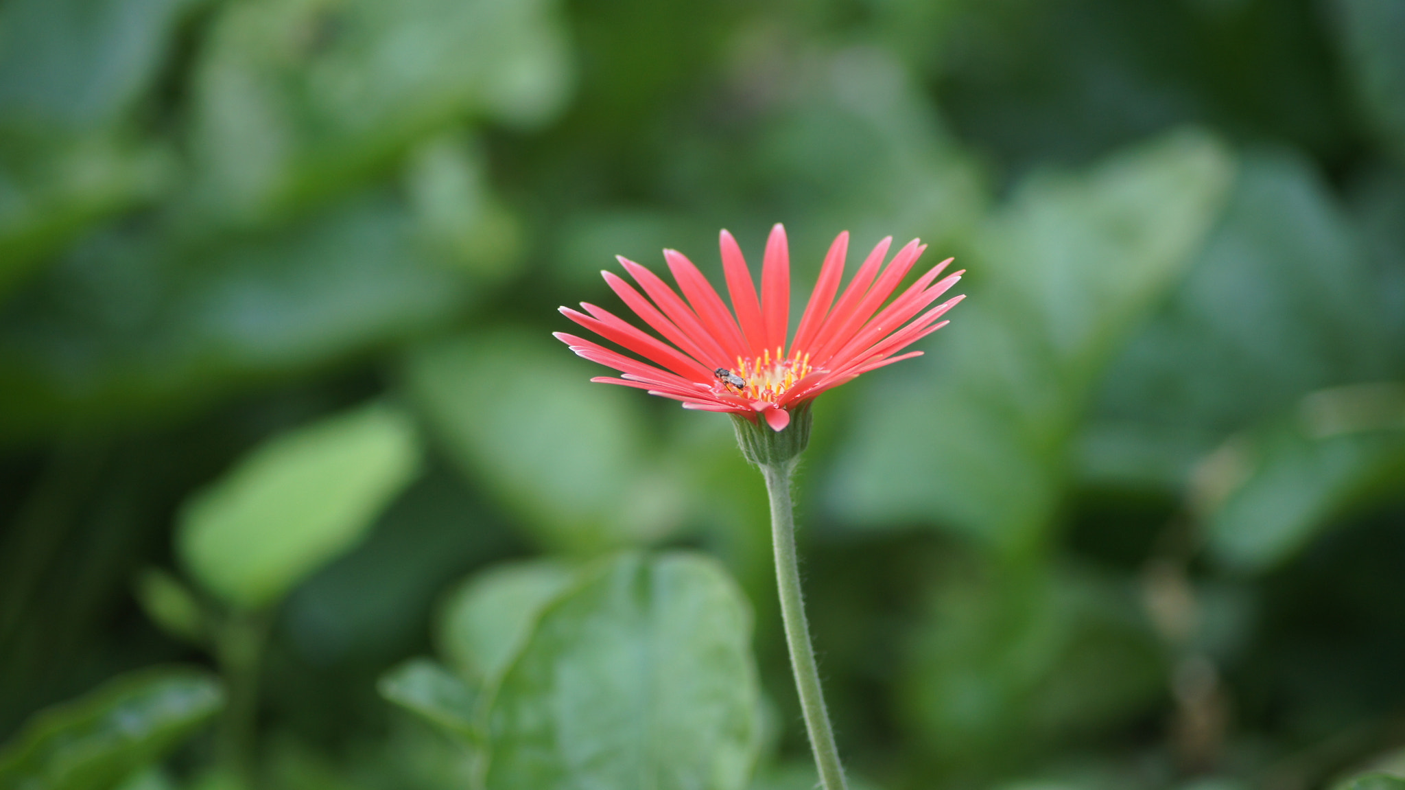 Sony DT 55-200mm F4-5.6 SAM sample photo