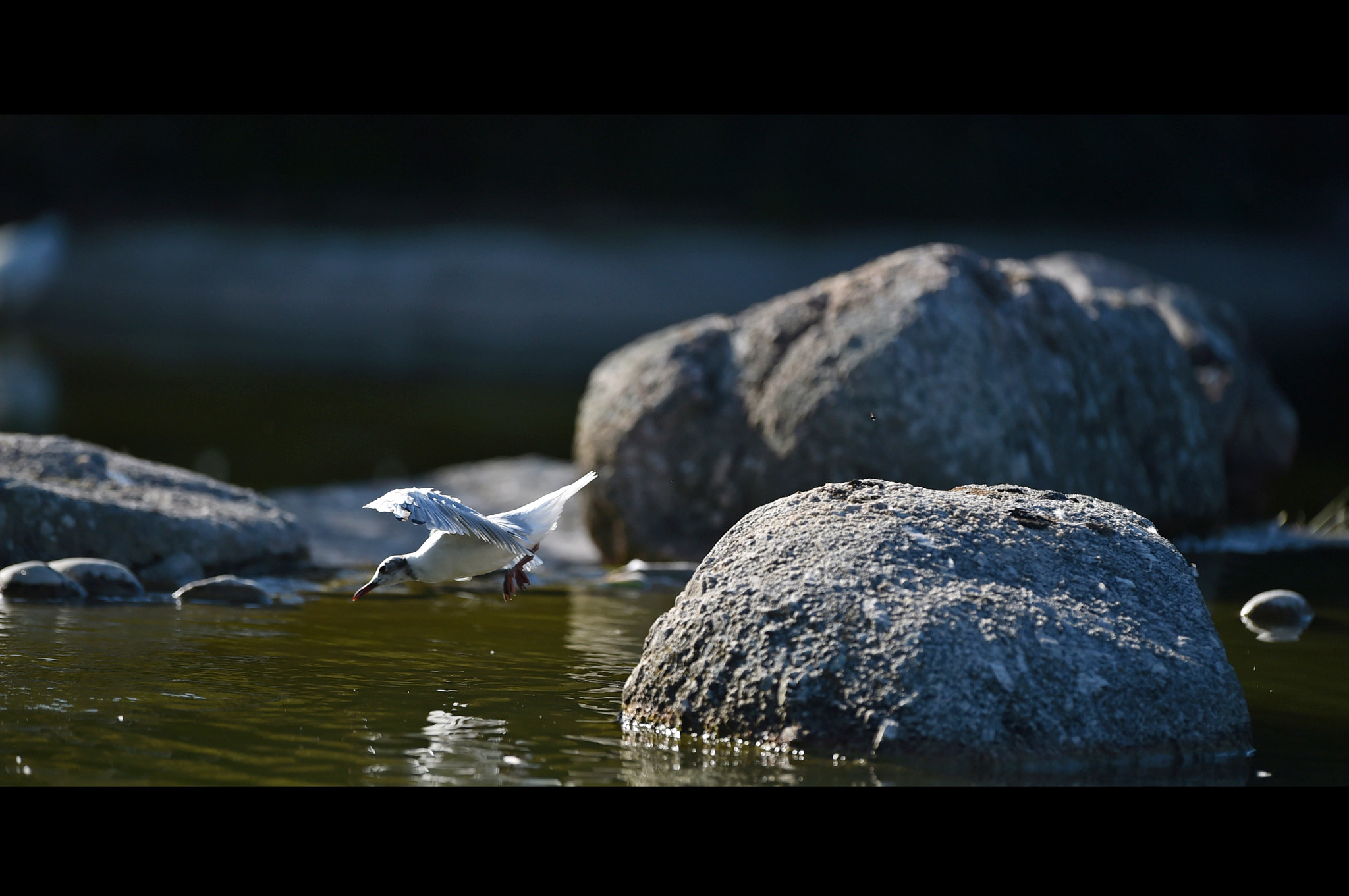 Nikon AF-S Nikkor 400mm F2.8G ED VR II sample photo. 28711463621.jpg photography