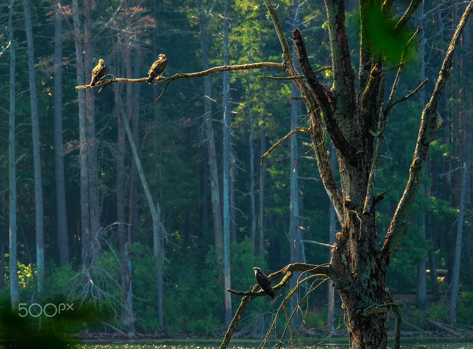 Fujifilm XF 100-400mm F4.5-5.6 R LM OIS WR sample photo. Osprey tree photography