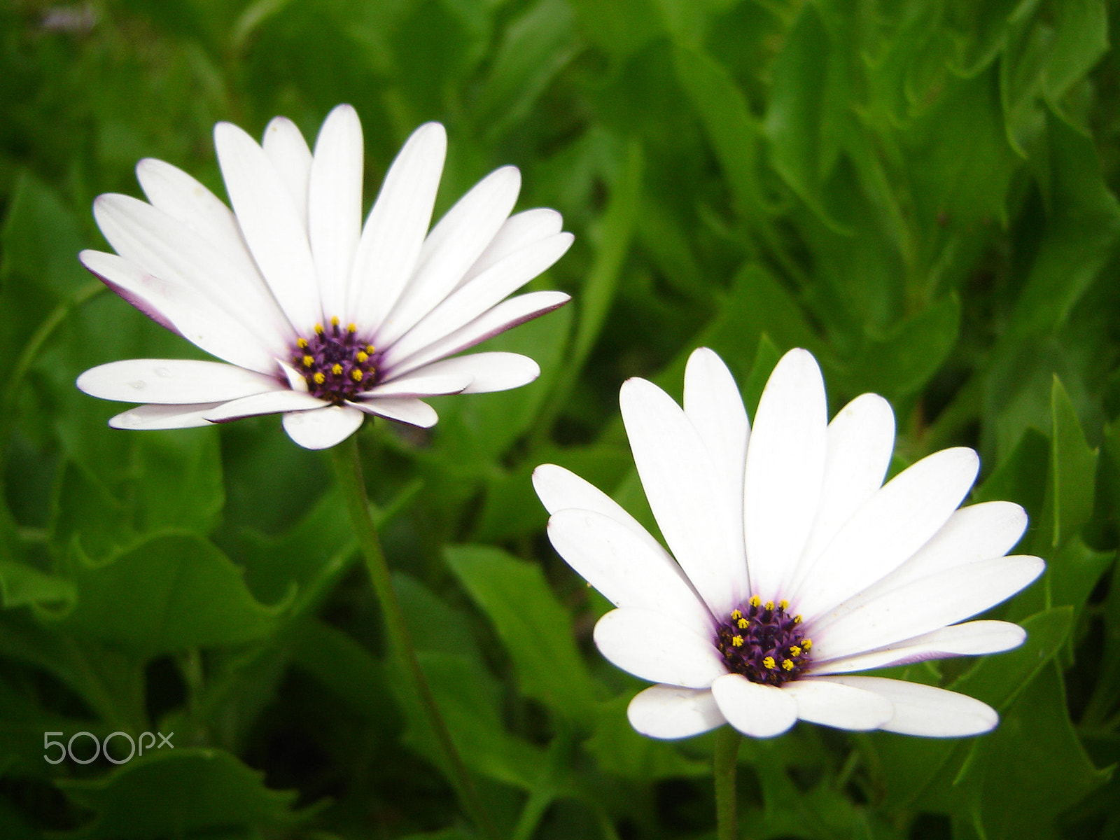 Sony DSC-P73 sample photo. Twin flowers photography