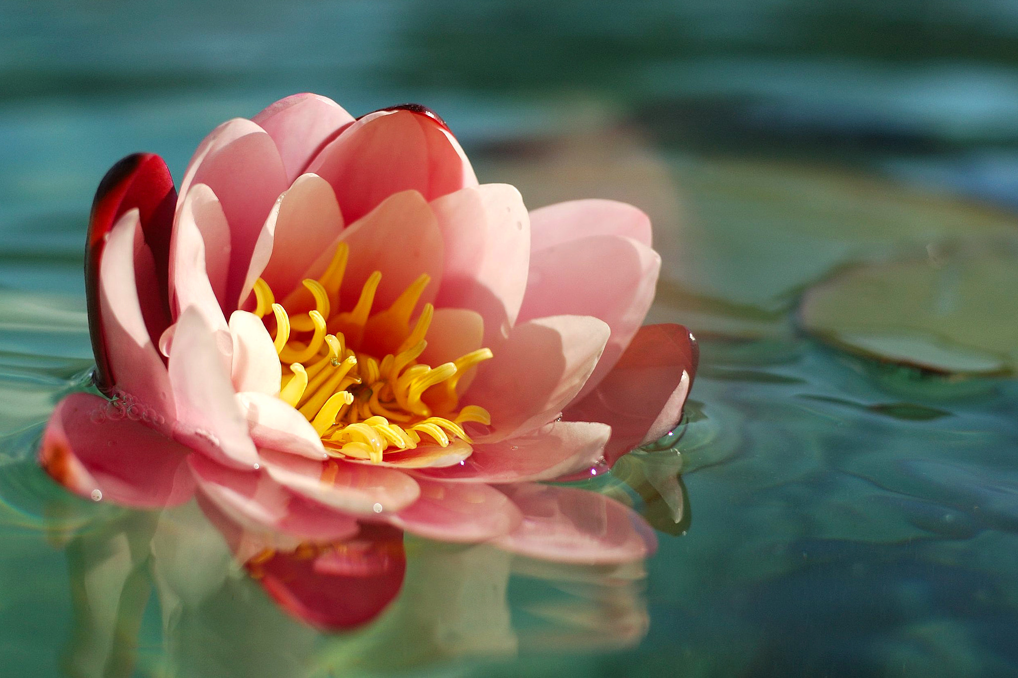 Nikon D70 + Nikon AF-S DX Nikkor 35mm F1.8G sample photo. Pink water lily photography