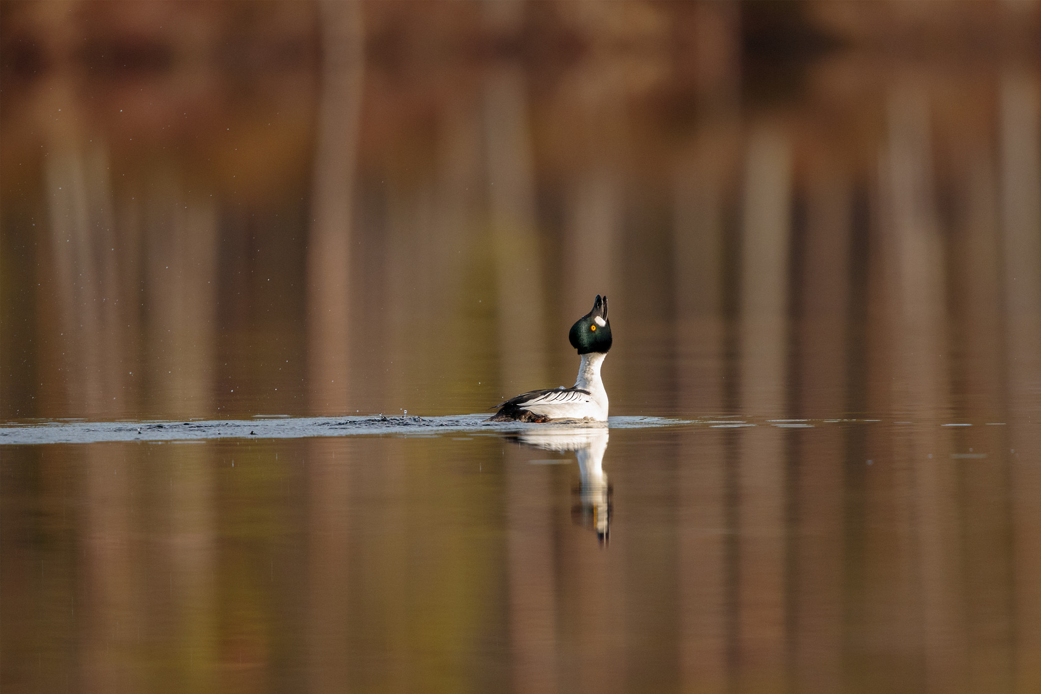 Canon EF 500mm F4L IS II USM sample photo. Goldeneye display photography