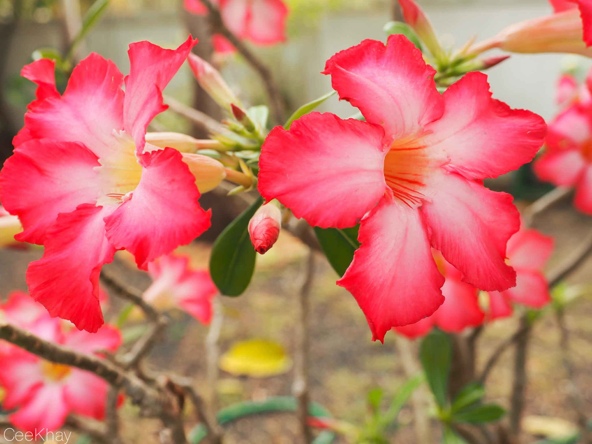 Olympus OM-D E-M10 + OLYMPUS M.12-50mm F3.5-6.3 sample photo. Flower in my garden photography
