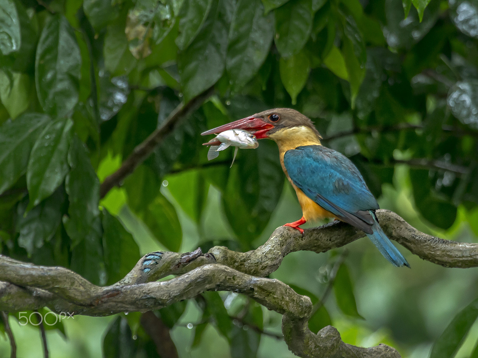 Canon EF 100-400mm F4.5-5.6L IS USM sample photo. Stork billed kingfisher photography
