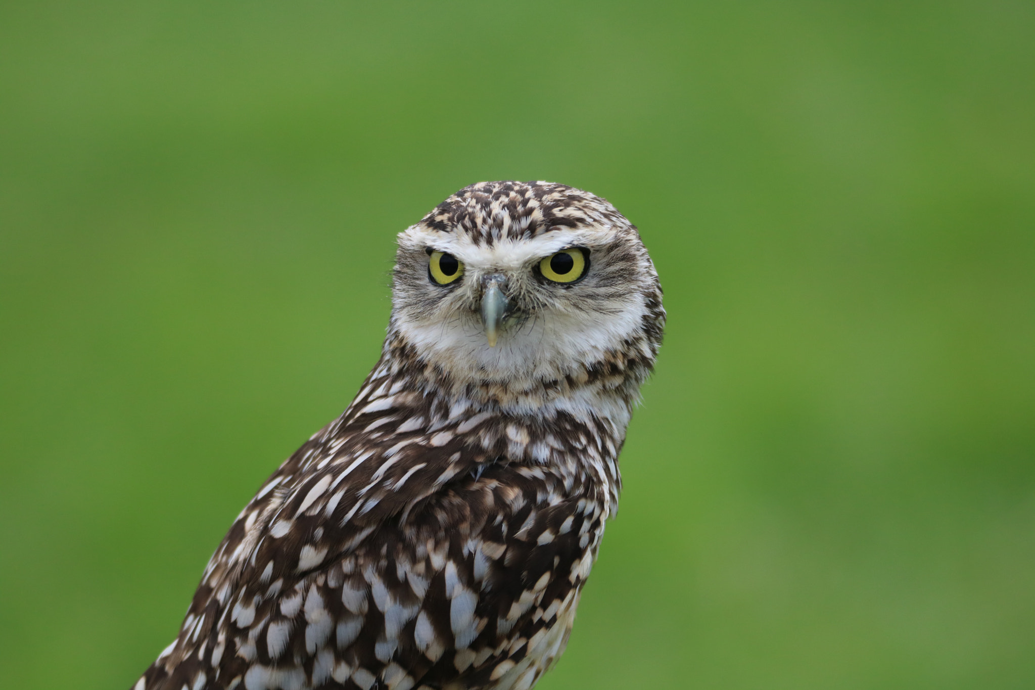 Tamron SP 150-600mm F5-6.3 Di VC USD sample photo. Owl photography