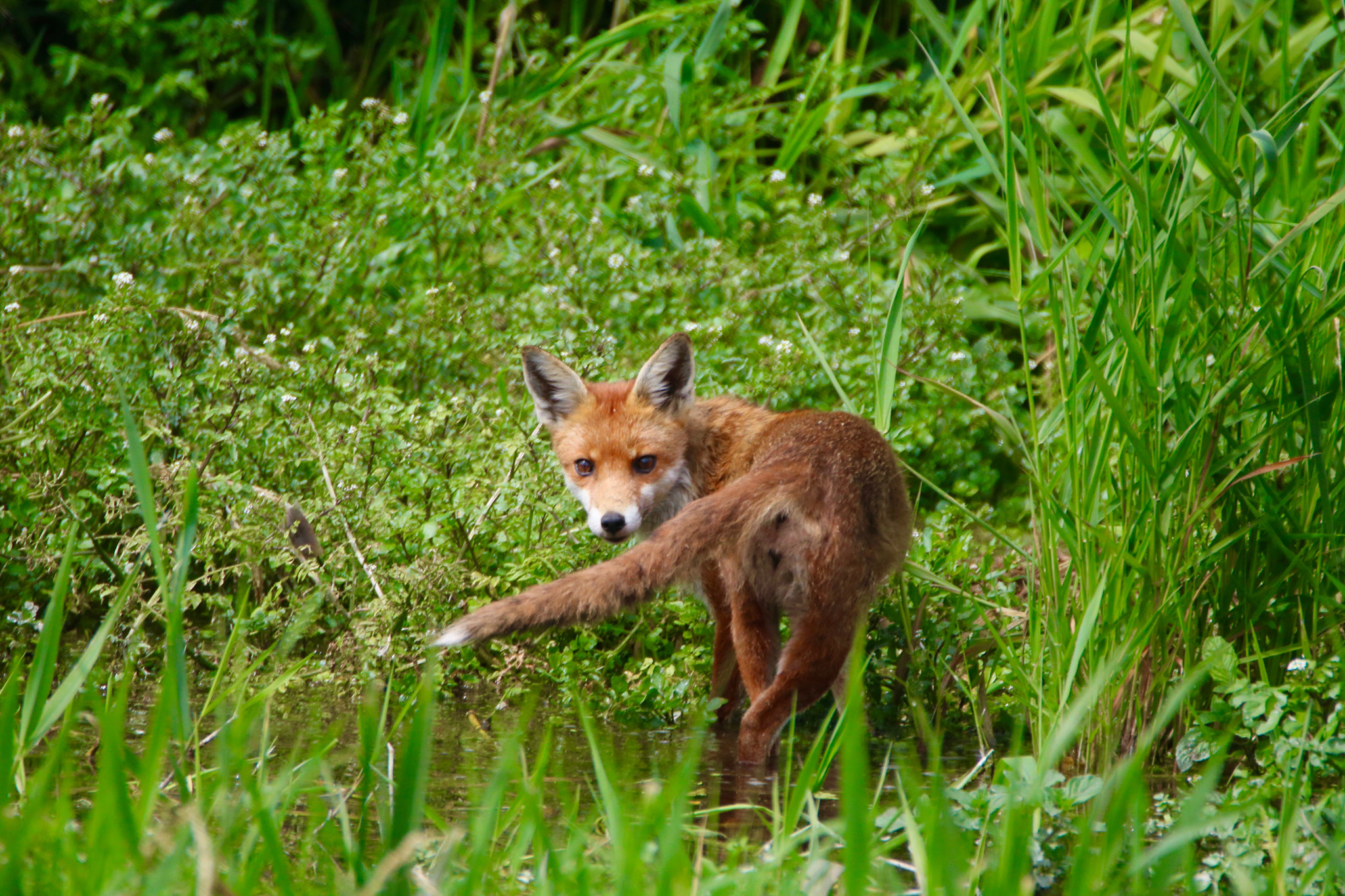 Tamron SP 150-600mm F5-6.3 Di VC USD sample photo. Fox photography