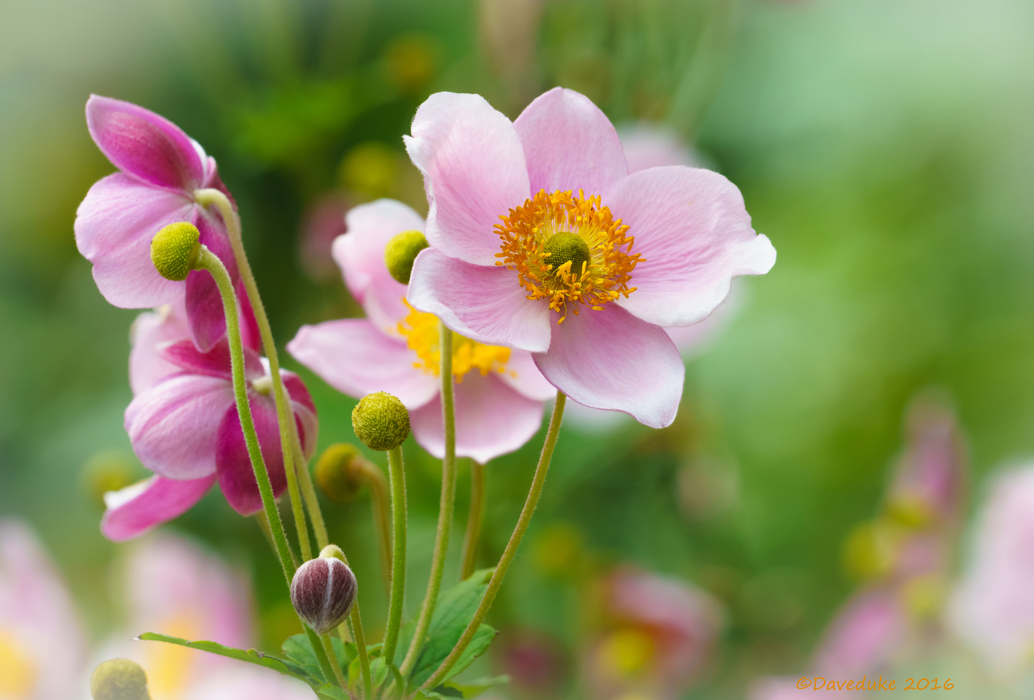 Sony FE 70-300mm F4.5-5.6 G OSS sample photo. Anemone in flower. photography