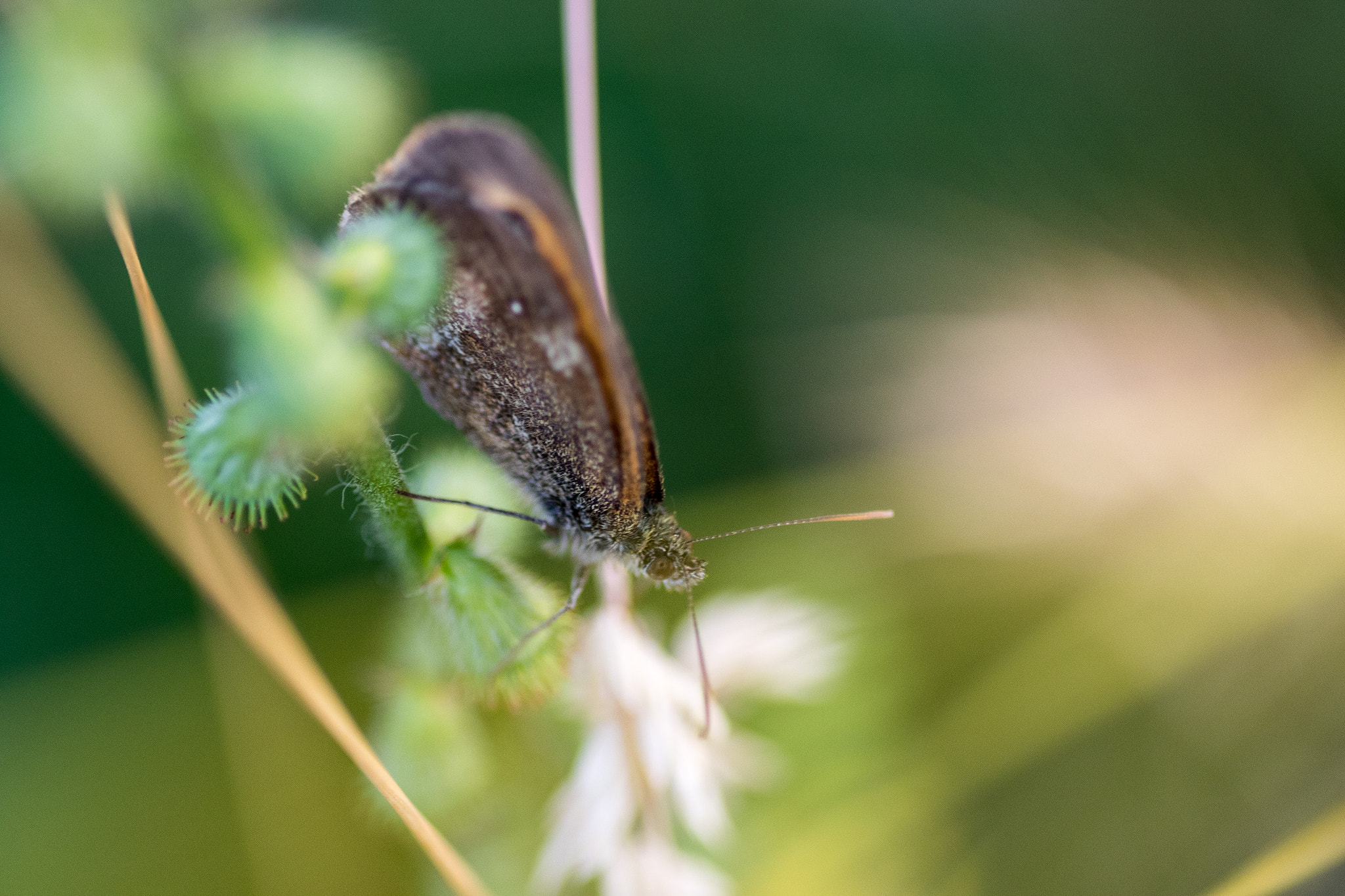 Tamron SP AF 90mm F2.8 Di Macro sample photo. Butterfly resting photography
