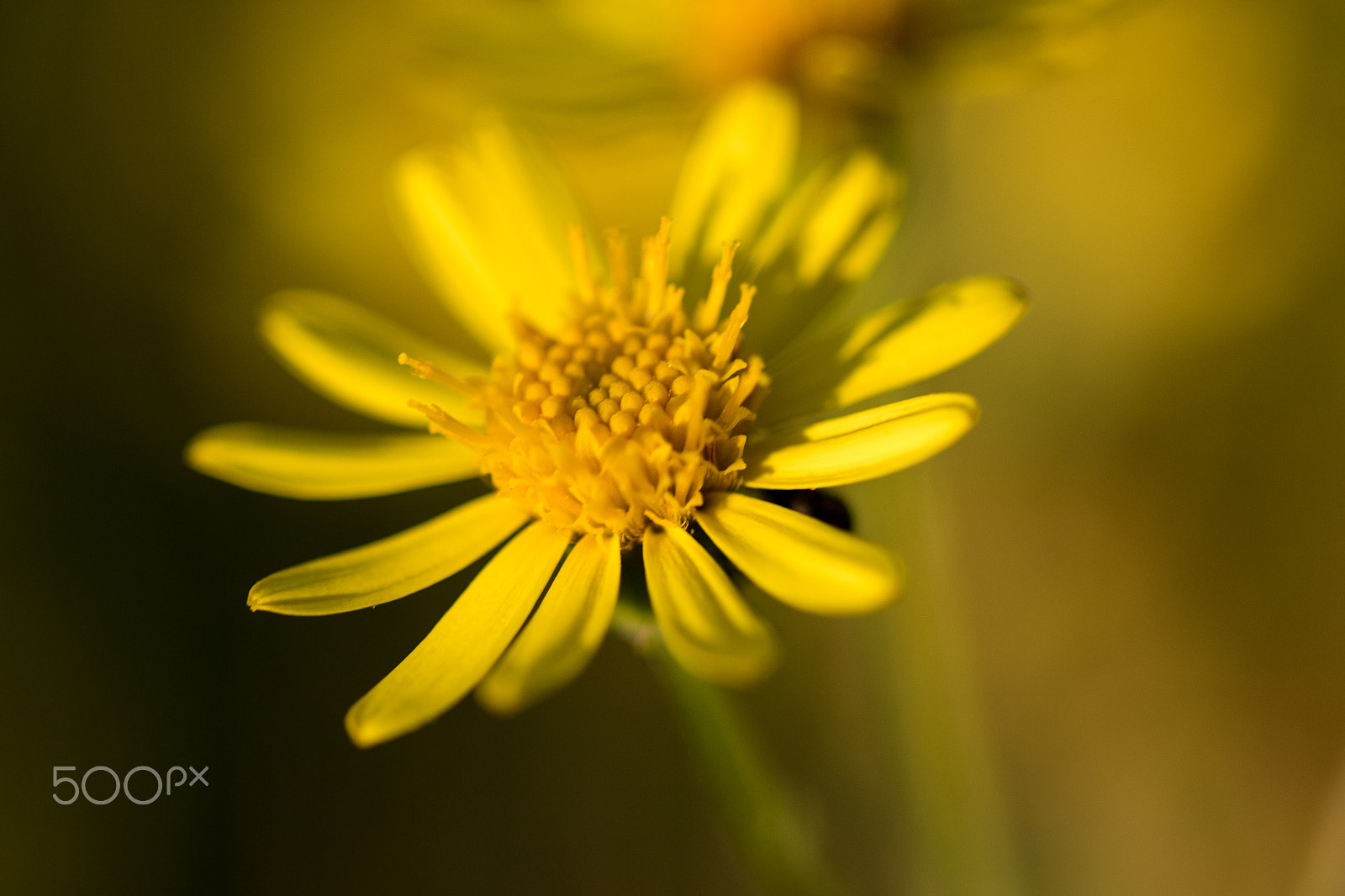 Tamron SP AF 90mm F2.8 Di Macro sample photo. Yellow flower at sunset photography