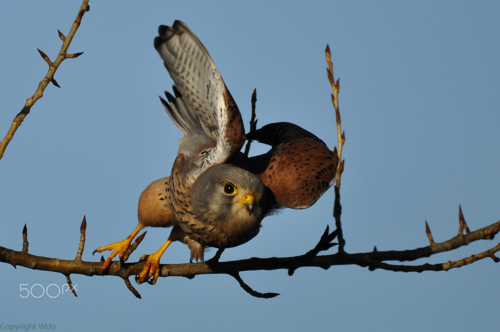 Sigma 150-600mm F5-6.3 DG OS HSM | C sample photo. Torenvalk / kestrel photography