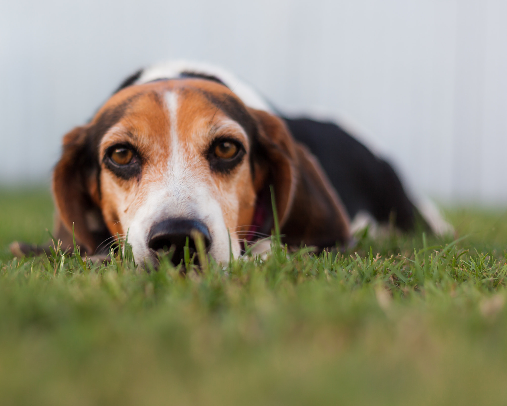 Canon EOS 5D Mark II + Canon EF 50mm F1.8 II sample photo. Beagle photography