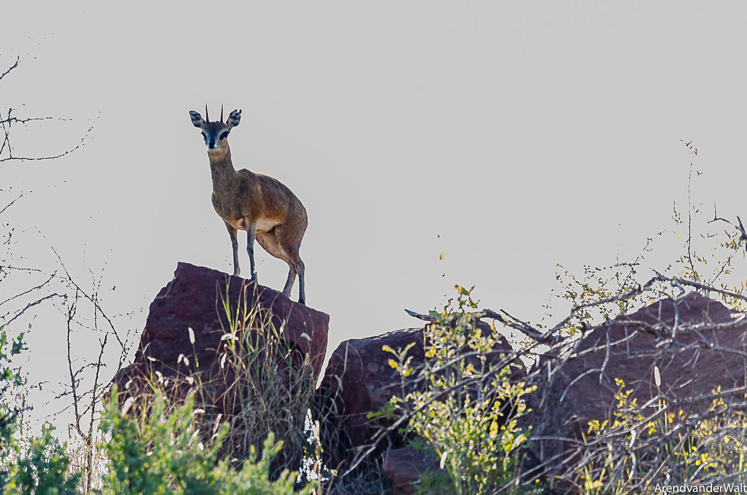 Nikon D7000 + Nikon AF-S Nikkor 500mm F4G ED VR sample photo. Klipspringer	 (oreotragus oreotragus) on a flat rock on a hill photography