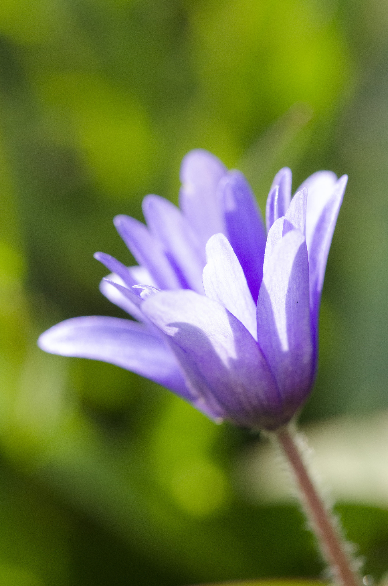 Nikon AF-S DX Micro-Nikkor 85mm F3.5G ED VR sample photo. Violet photography